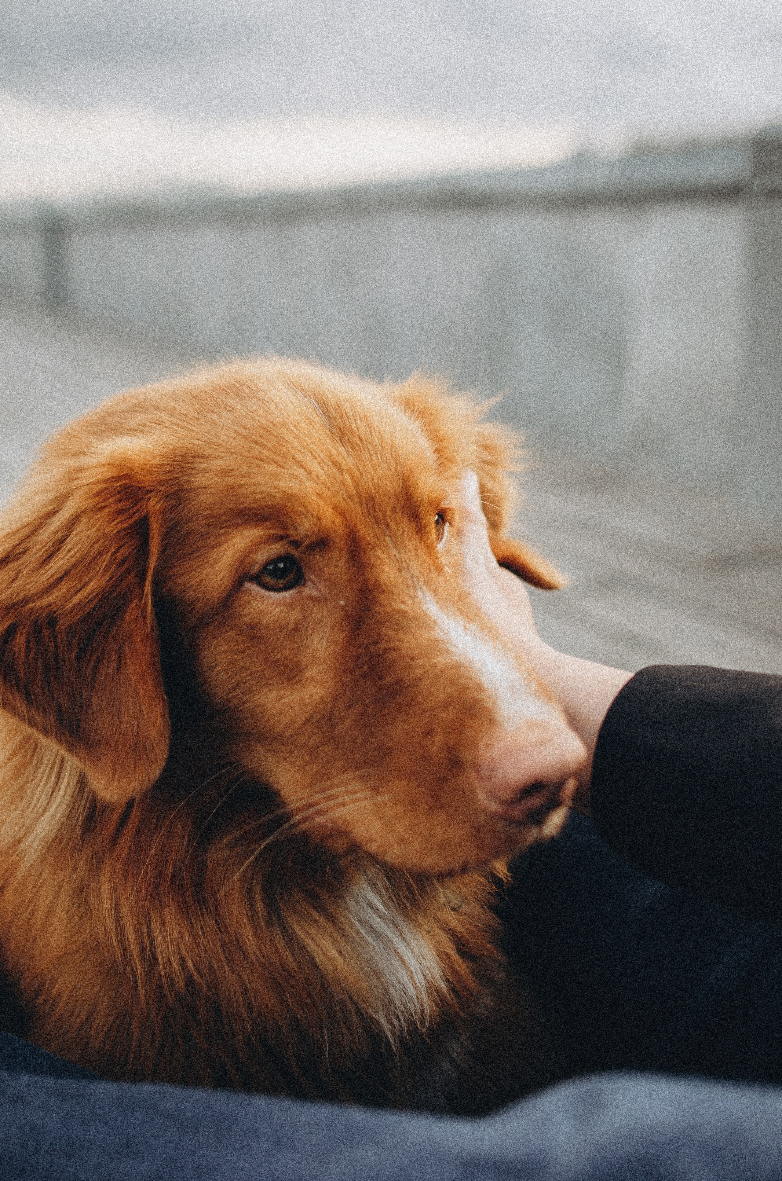 Алина и Бис. Фотограф-анималист Богданова Полина