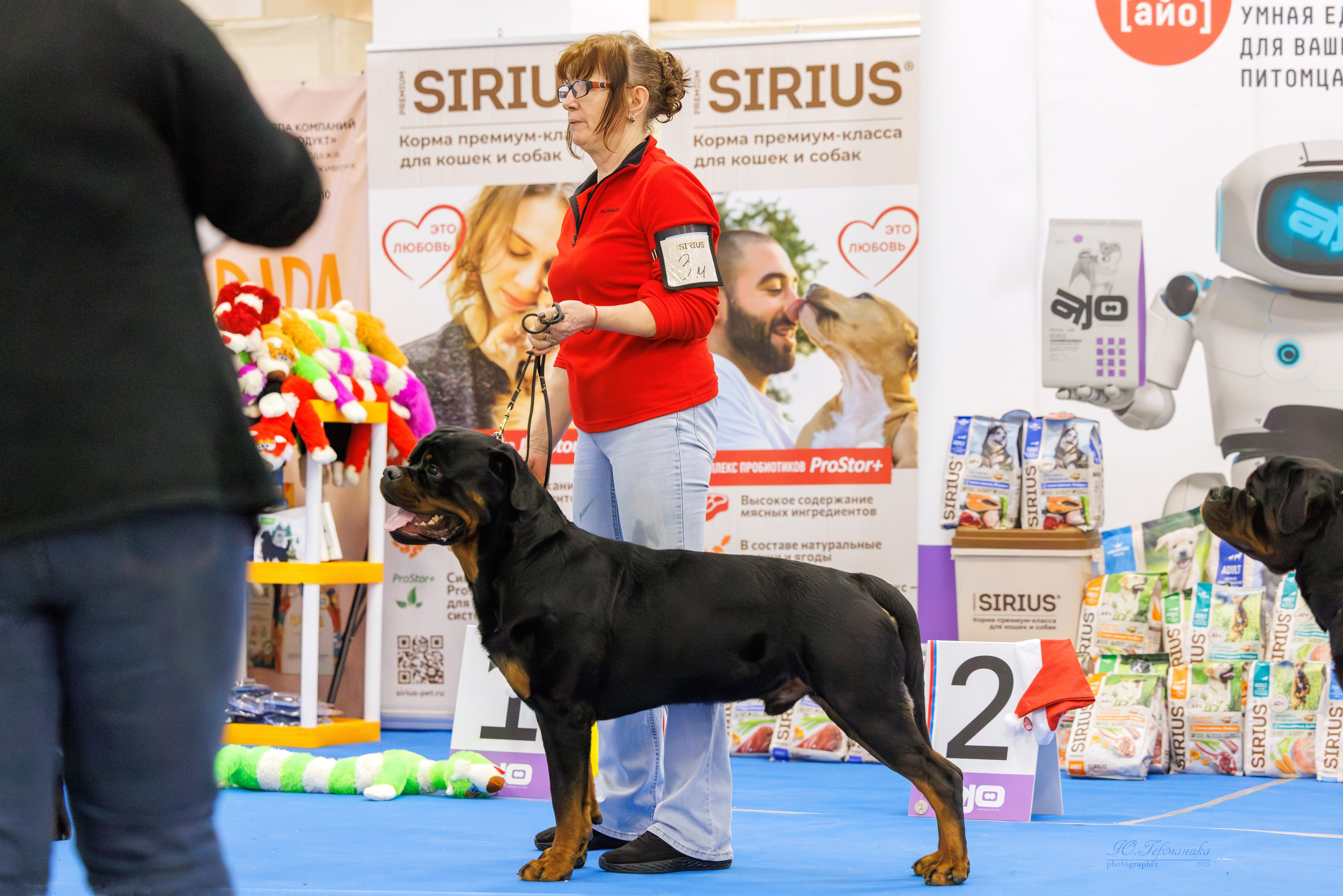 Питер ротвейлеры 18.01,Крокус 19.01.2025. Фотограф-анималист Юлия Германика