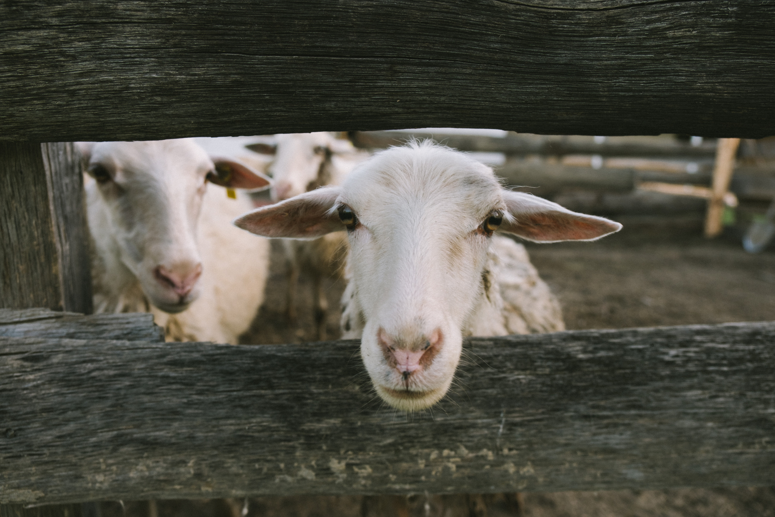 Когда тебе исполнилось 5 лет. Свадебный и семейный фотограф в Краснодаре