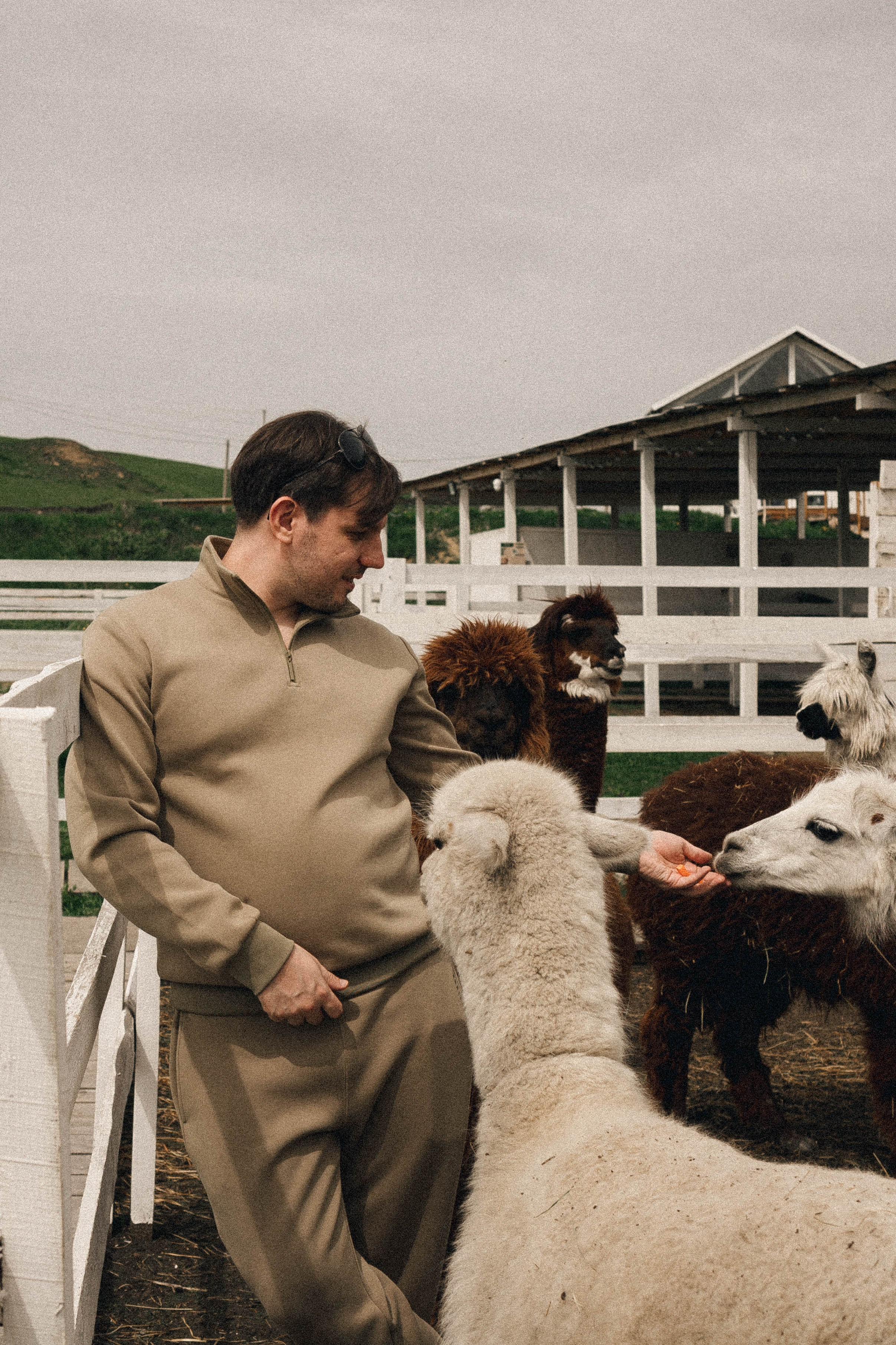 Ферма Альпак. Профессиональный фотограф, Санкт-Петербург — Виктория Богомолова