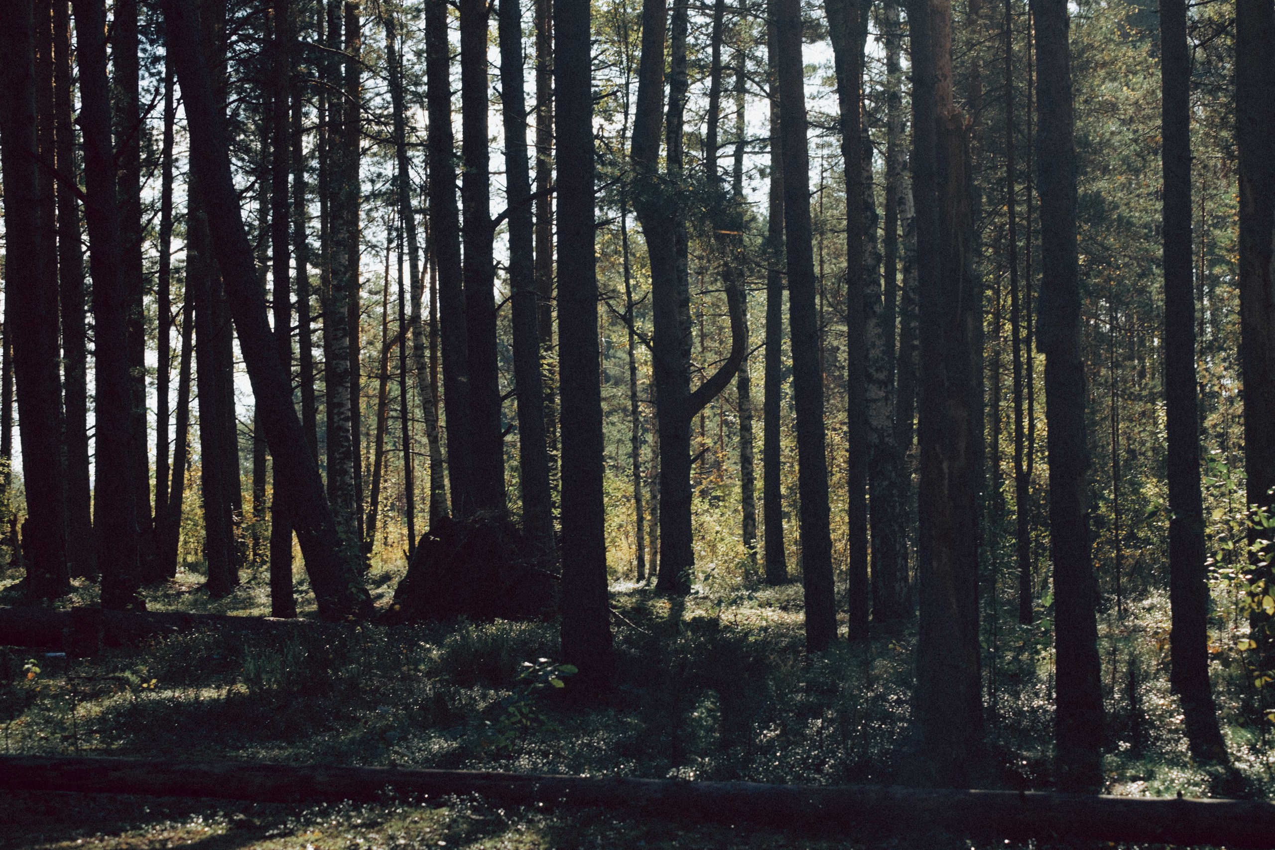 Осеняя прогулка. Профессиональный фотограф, Санкт-Петербург — Виктория Богомолова