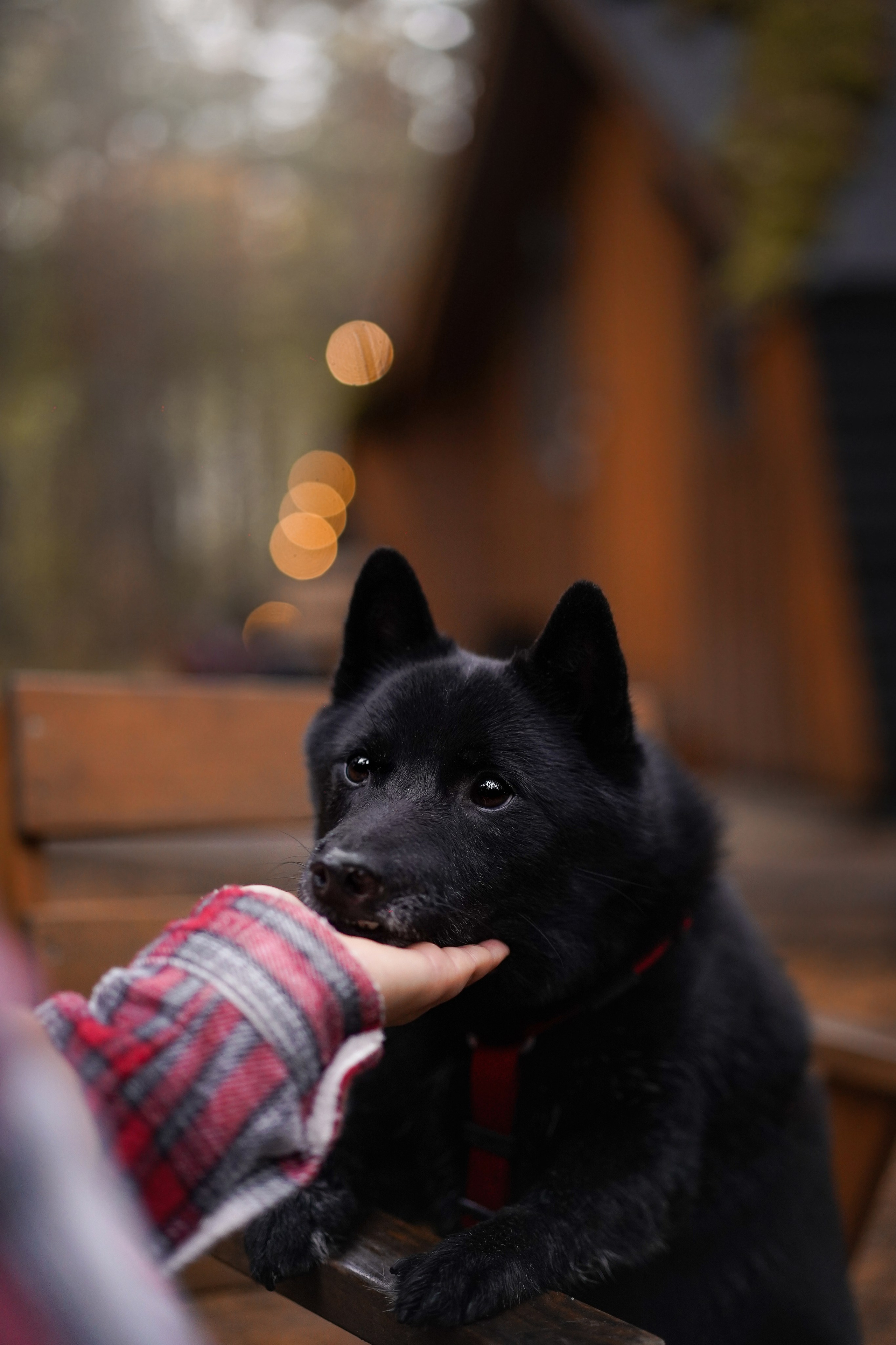 Аня Мишель Арчи и Майкл. Фотограф-анималист в Санкт-Петербурге Яна Мартынова