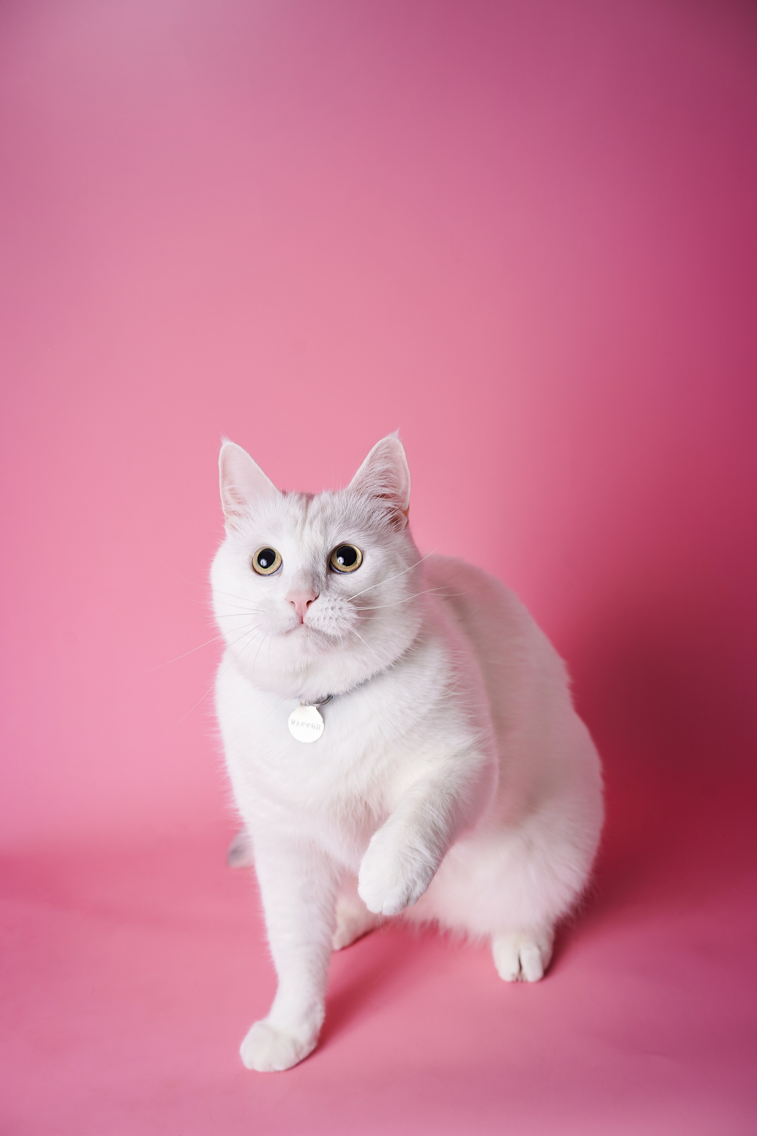 Маффин и Сэм. Фотограф-анималист в Санкт-Петербурге Яна Мартынова