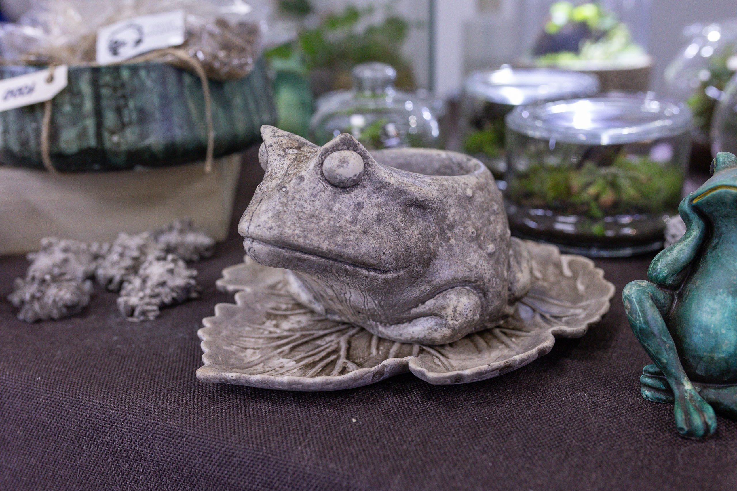 Орхидиум май 2025. Александра Куликова фотограф, Москва