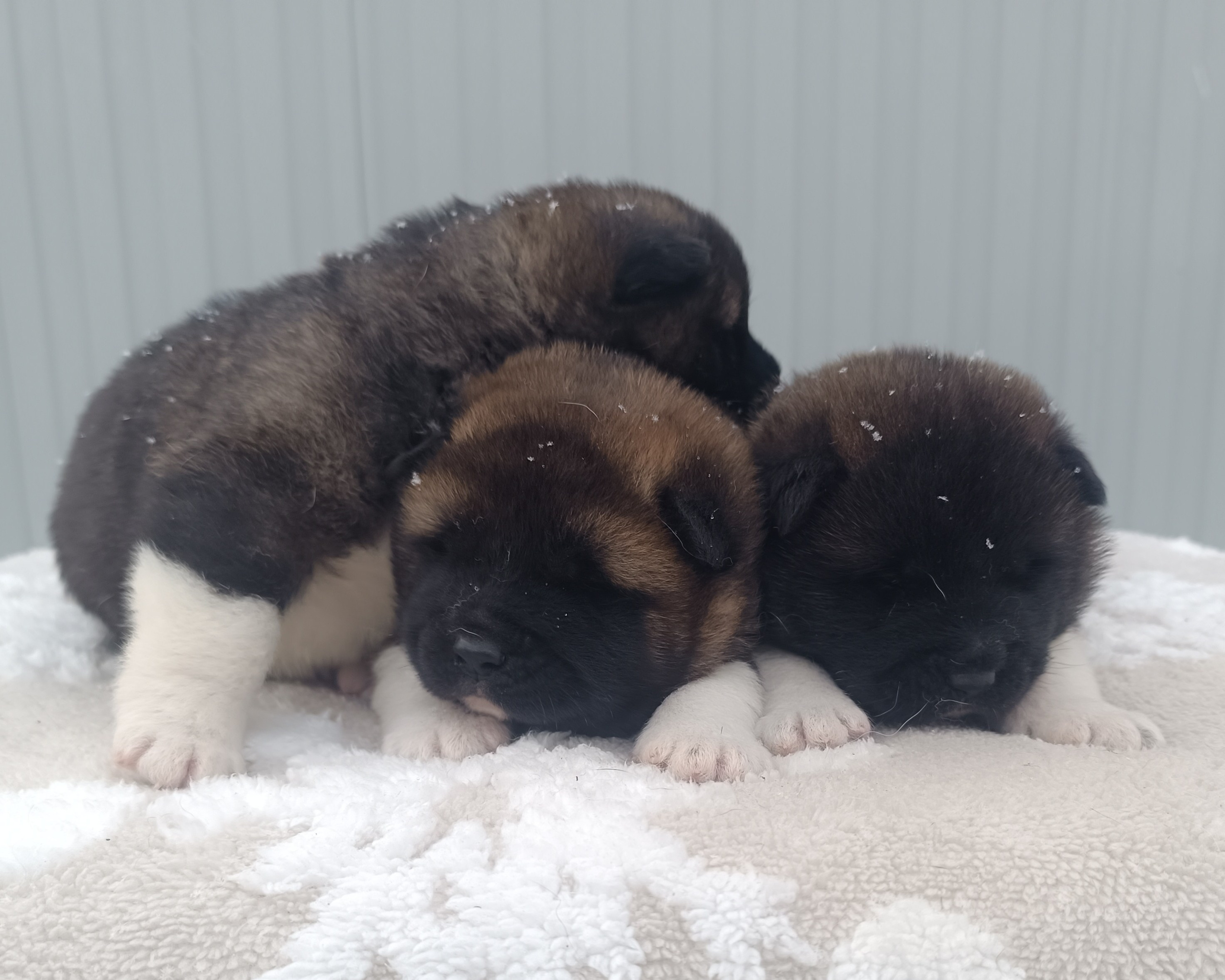 Американская акита  щенки питомник Санкт-Петербург клубные щенки Американская акита питомник RUBYLIGHT Рубилайт купить щенка американской акиты