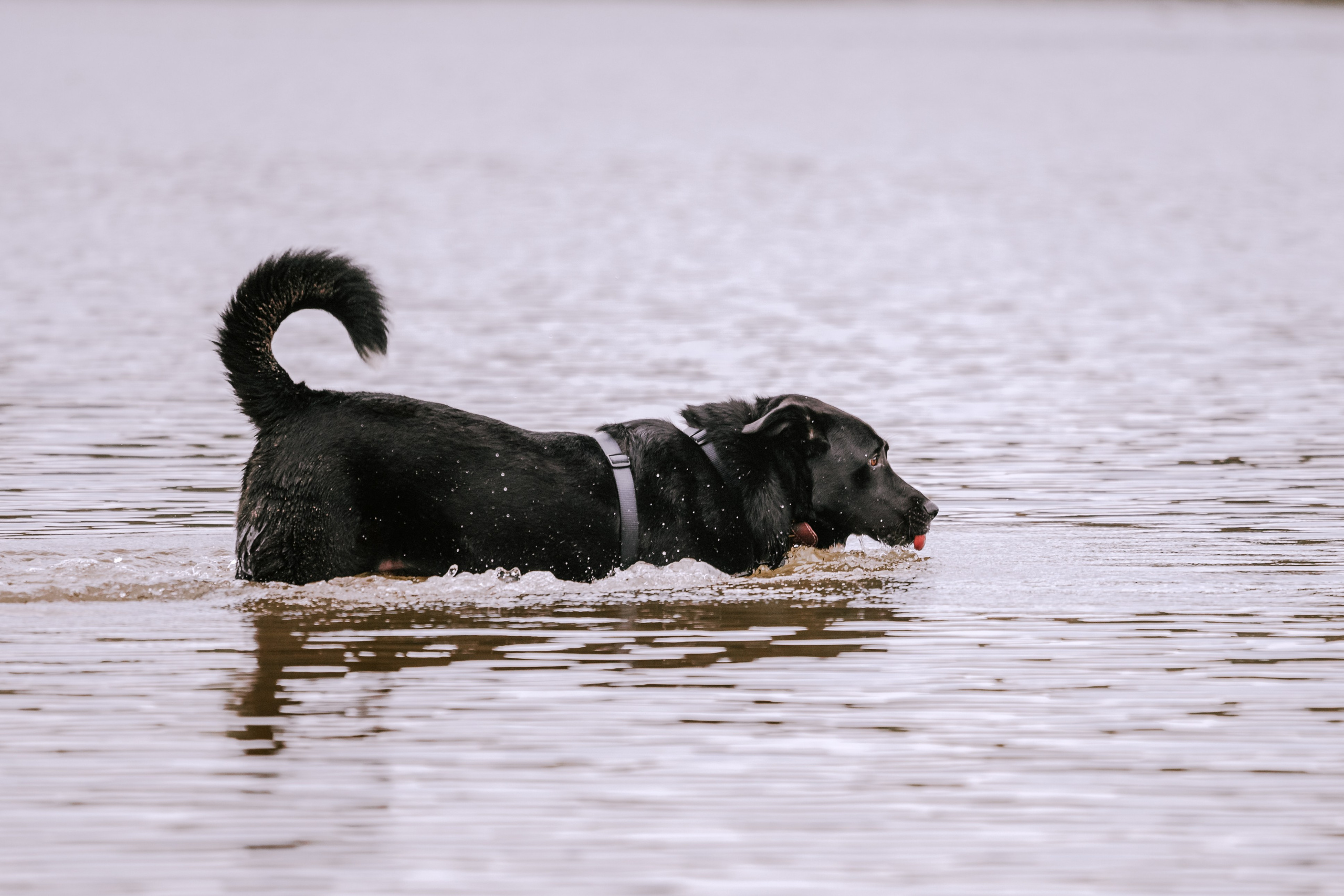 Юля и Фортуна. Фотограф-анималист Татьяна Степанова