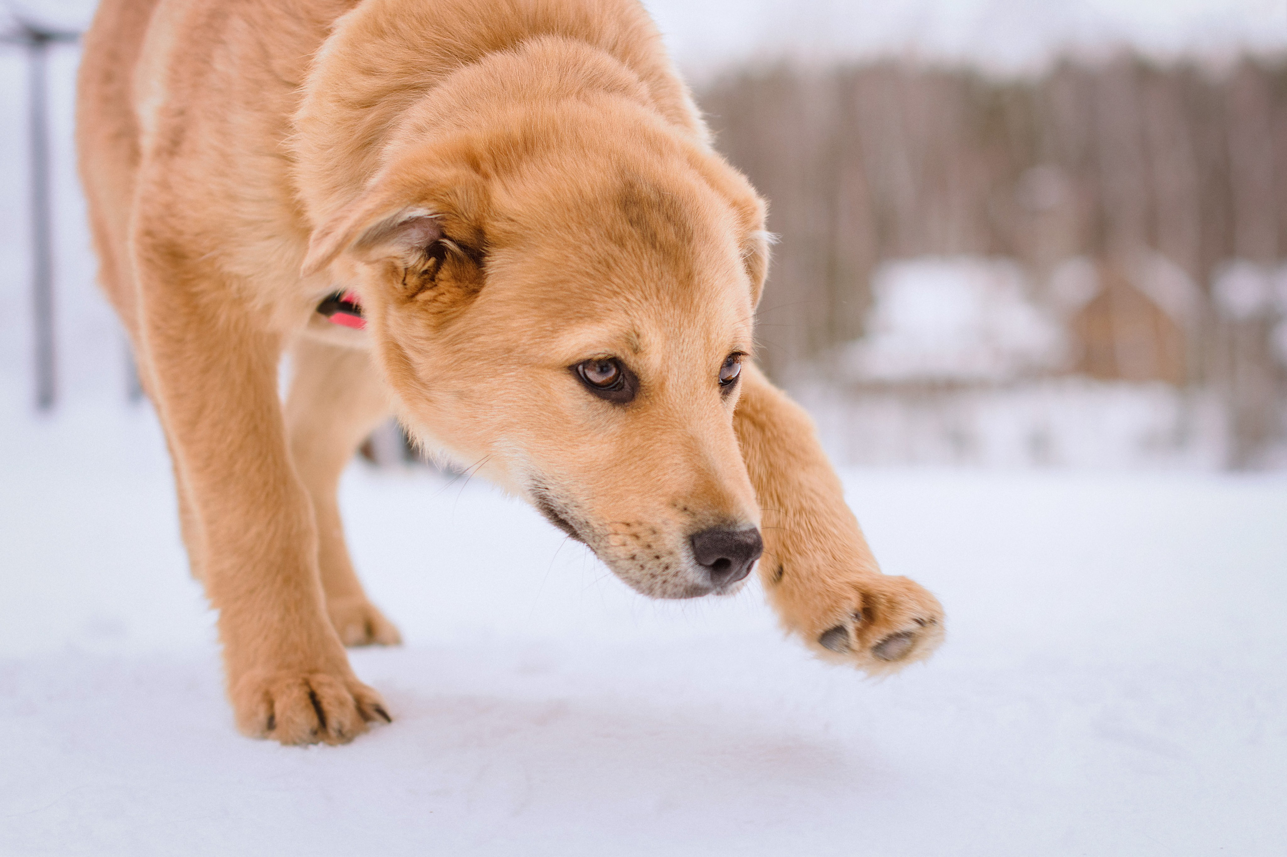 Зимняя фотопрогулка с щенком на улице в Москве. Фотограф собак, анималист в Москве Кира Яковлева