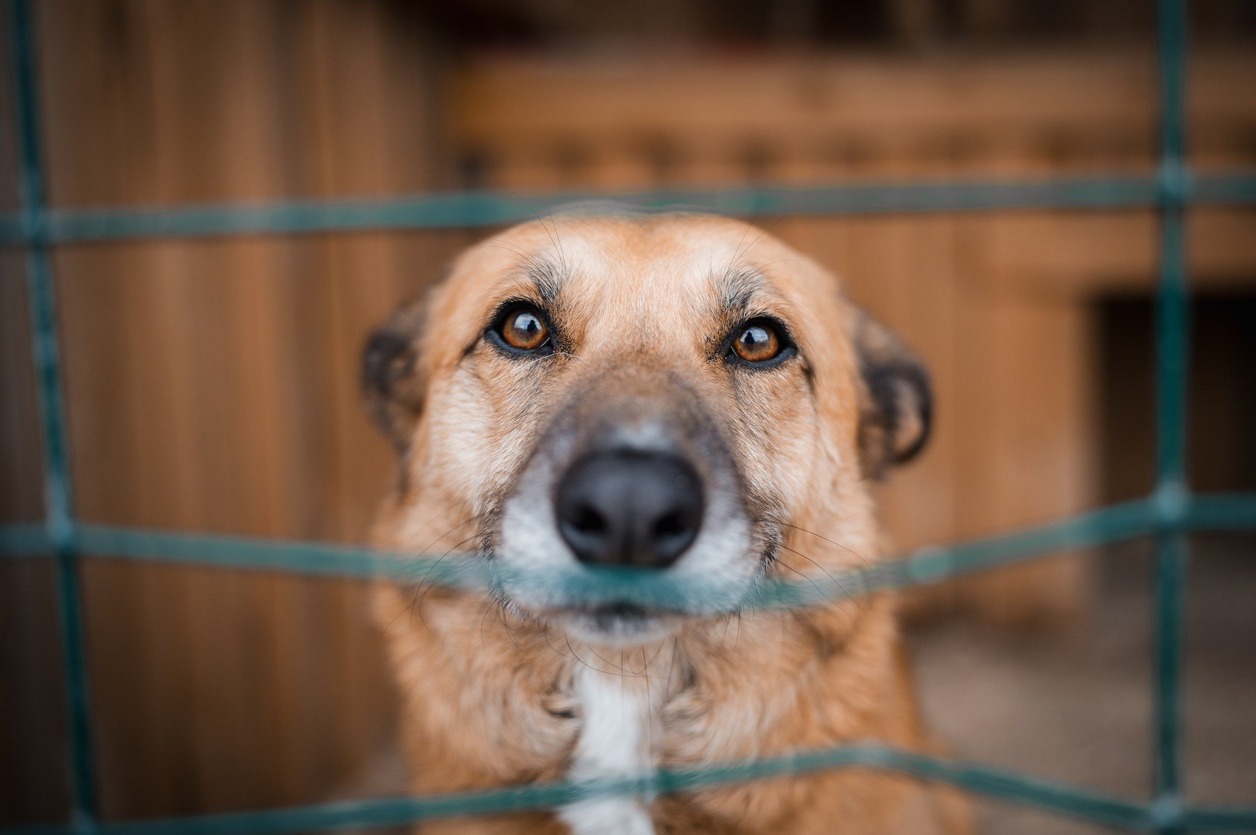 Эльза. Улыбка собаки — спасение и пристройство бездомных собак