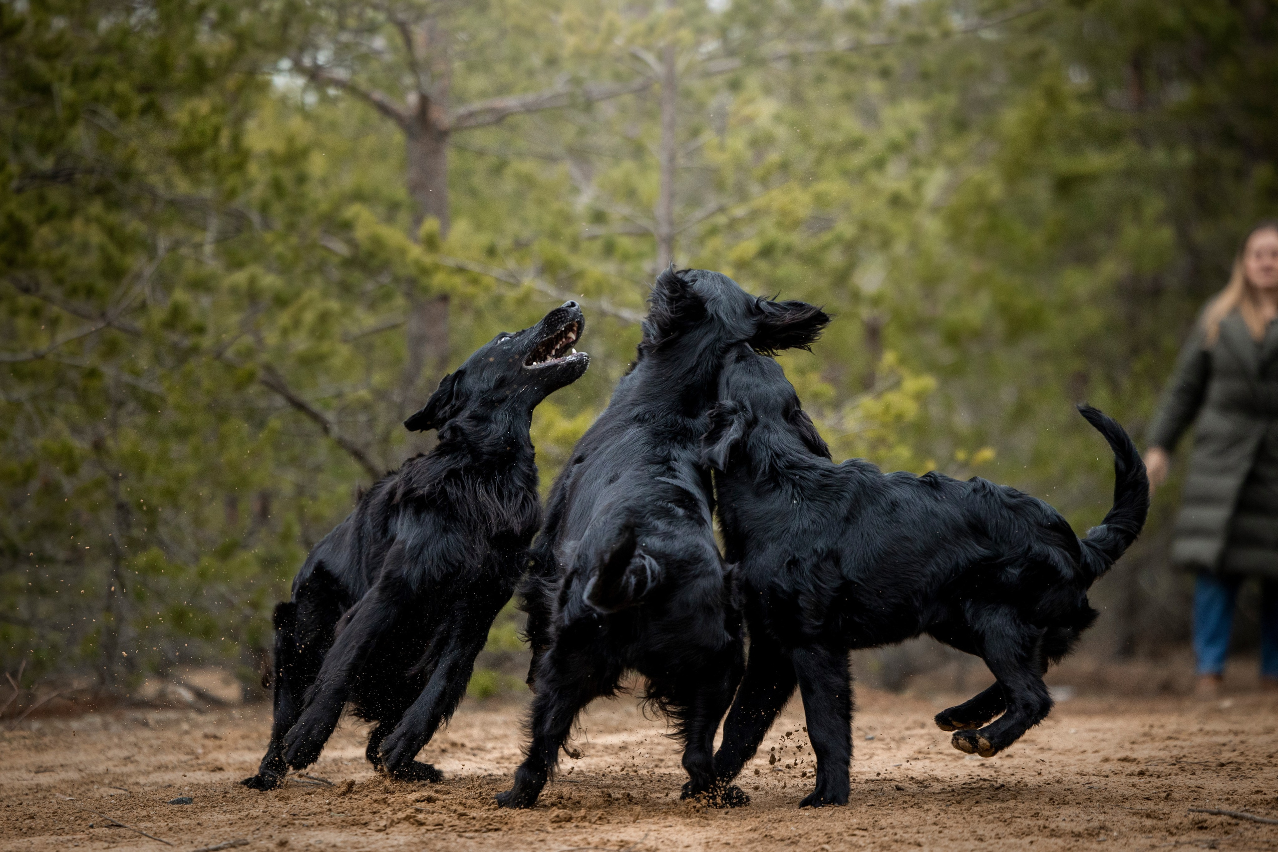 Ора, Ева, Рози и их семья. Фотограф — Анималист | Санкт-Петербург