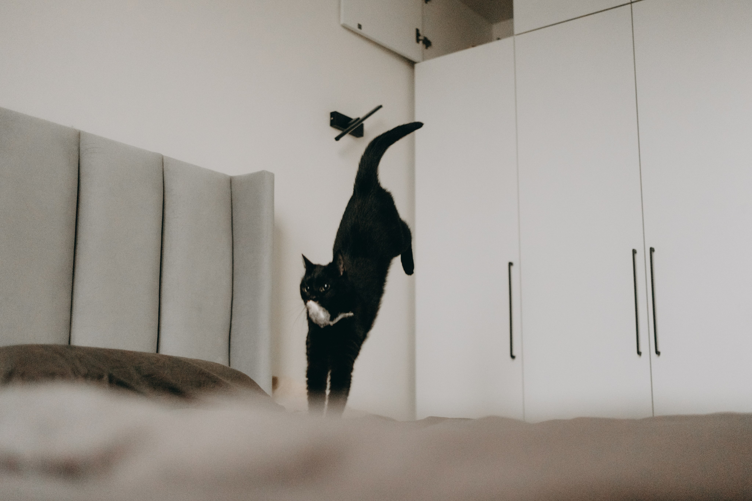 Настя, Никита и их Гром и Мяу. Фотограф — Анималист | Санкт-Петербург