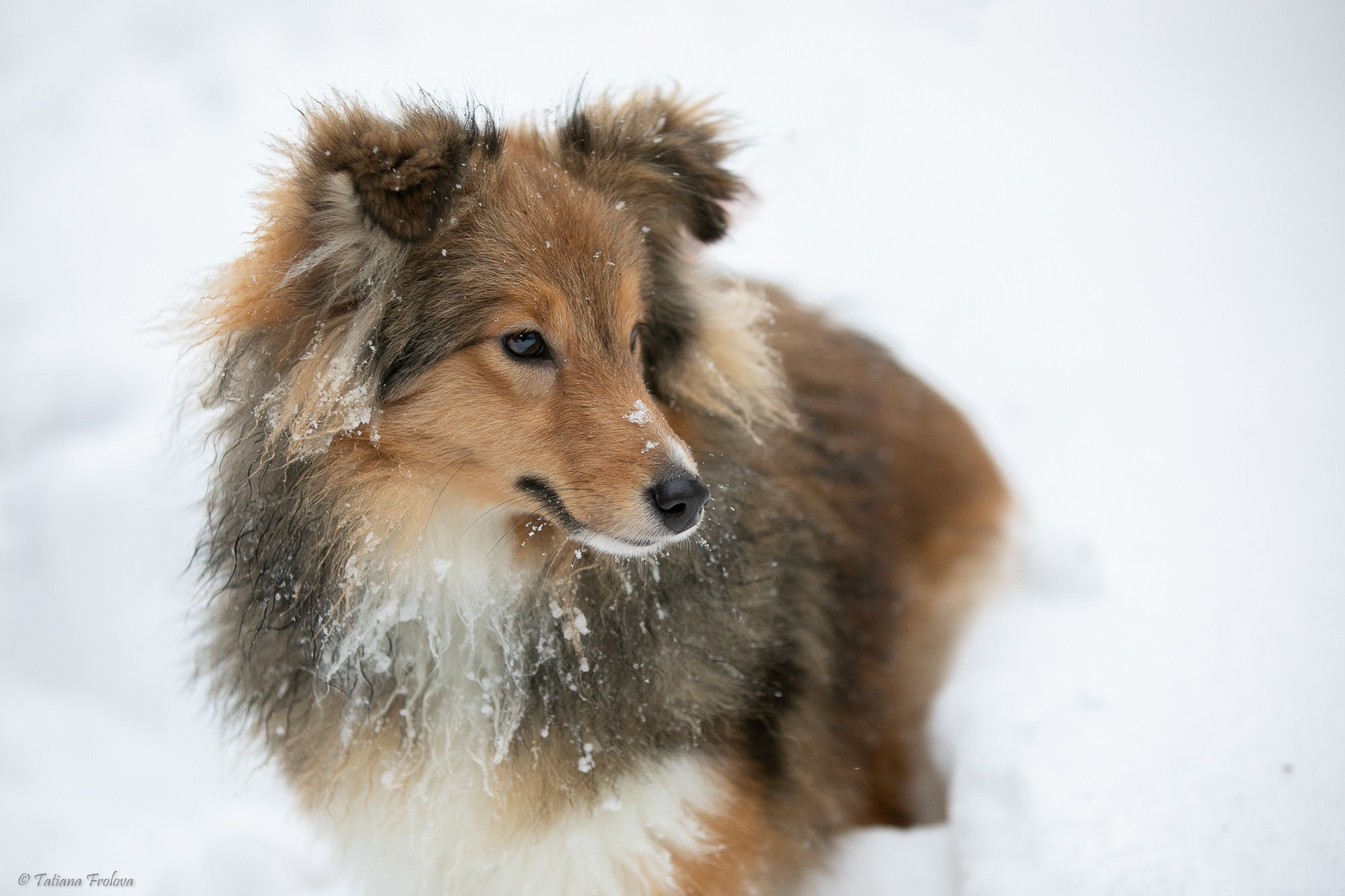 Фотосъемка похода с собаками в Московской области. Фотограф-анималист в Москве и Московской области Татьяна Фролова