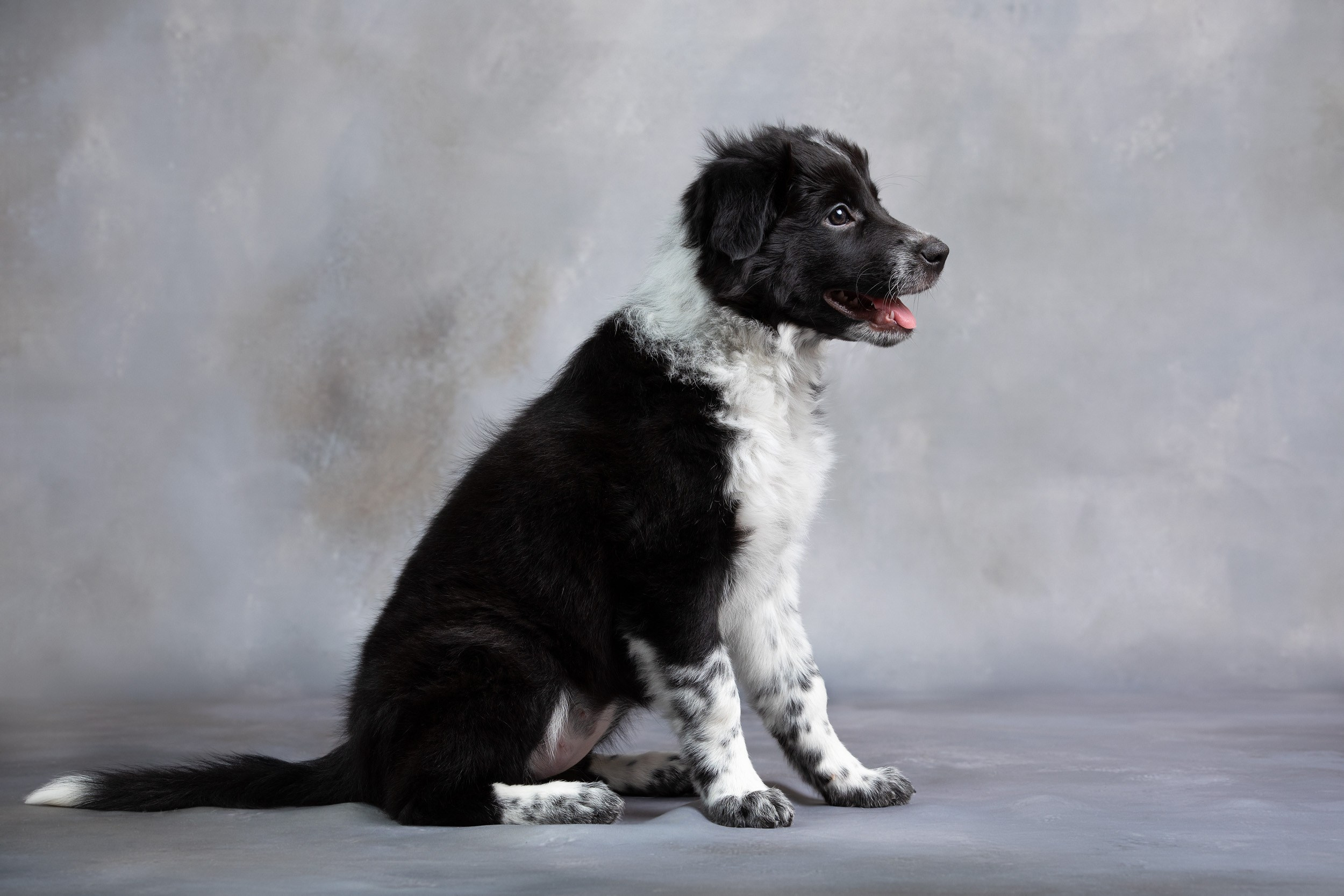 Презентация помета щенков в 2 месяца. Фотограф-анималист в Москве и Московской области Татьяна Фролова