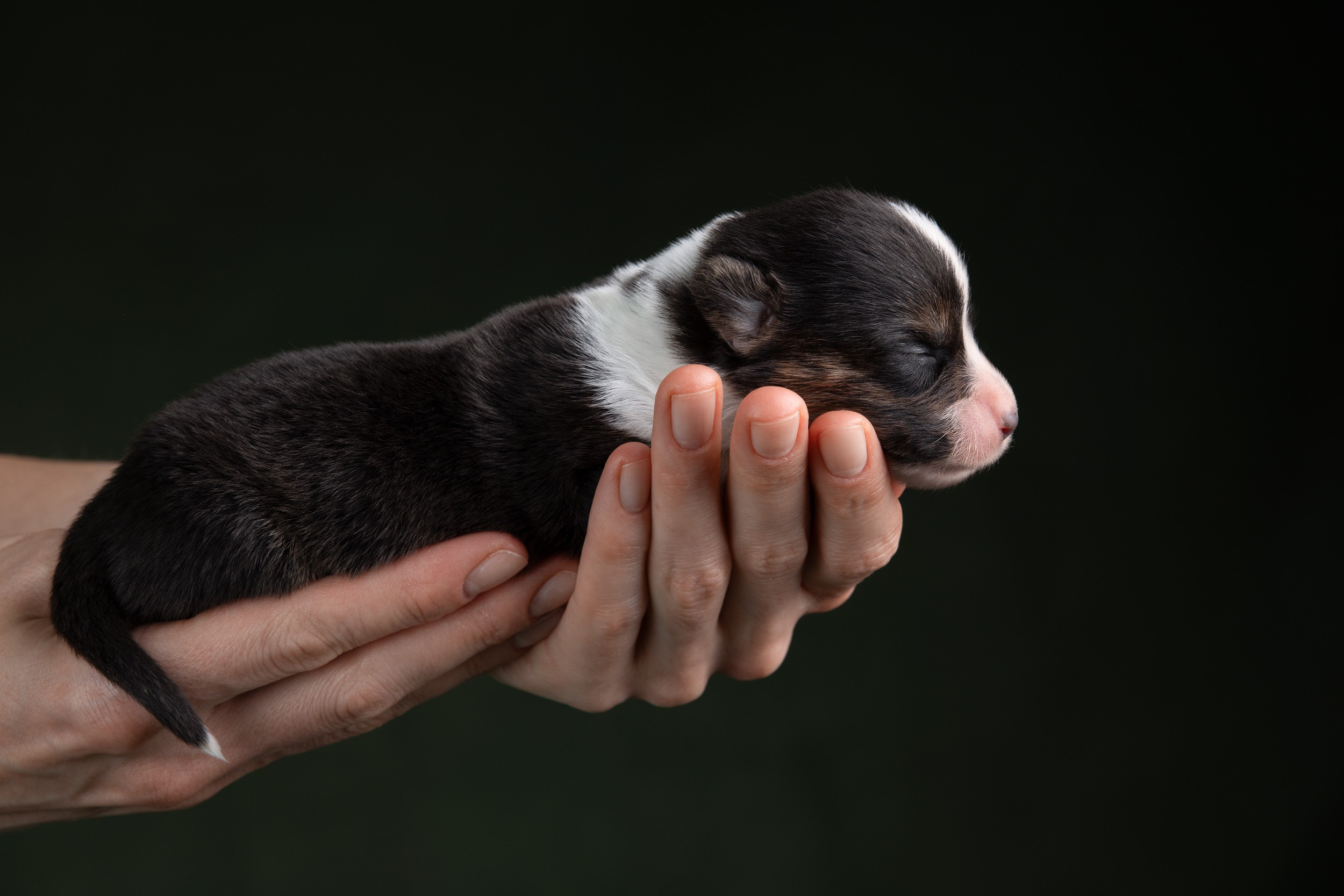 Ньюборн фотосъемка для помета вельш корги кардиганов. Фотограф-анималист в Москве и Московской области Татьяна Фролова