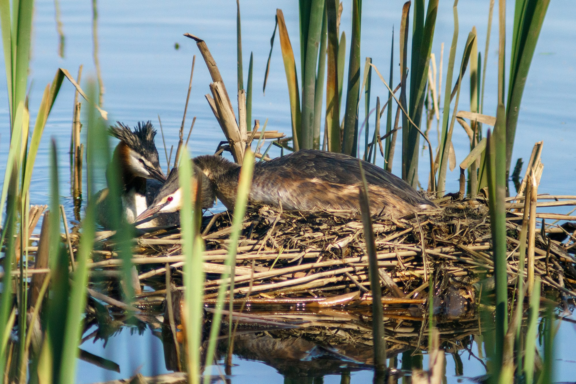 Удивительные мир птиц. Вокруг нас столько прекрасного — присмотритесь!. Ваш личный фотограф Марина Волкова