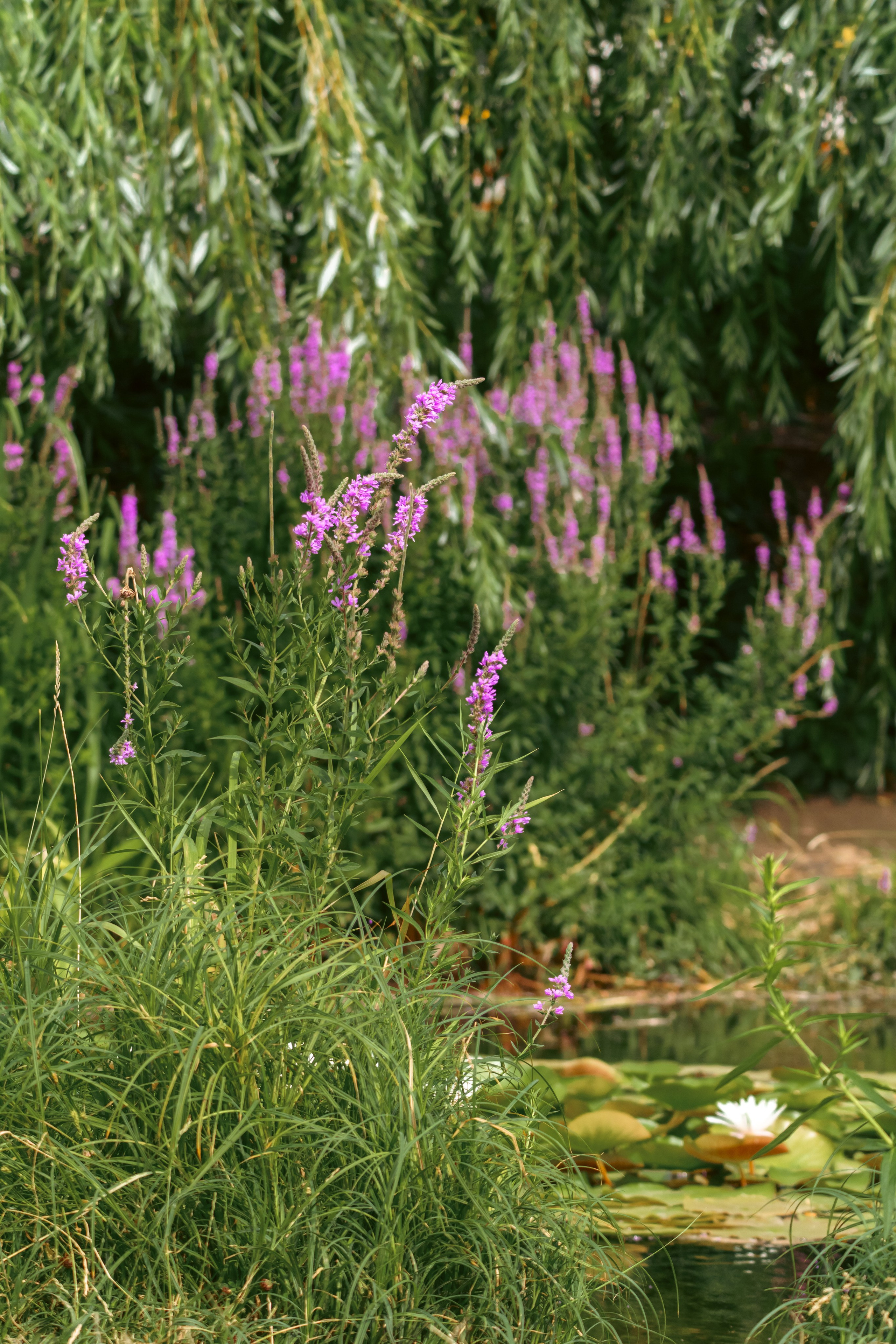 Природа. Фотограф в Санкт-Петербурге Ибрагимова Алина