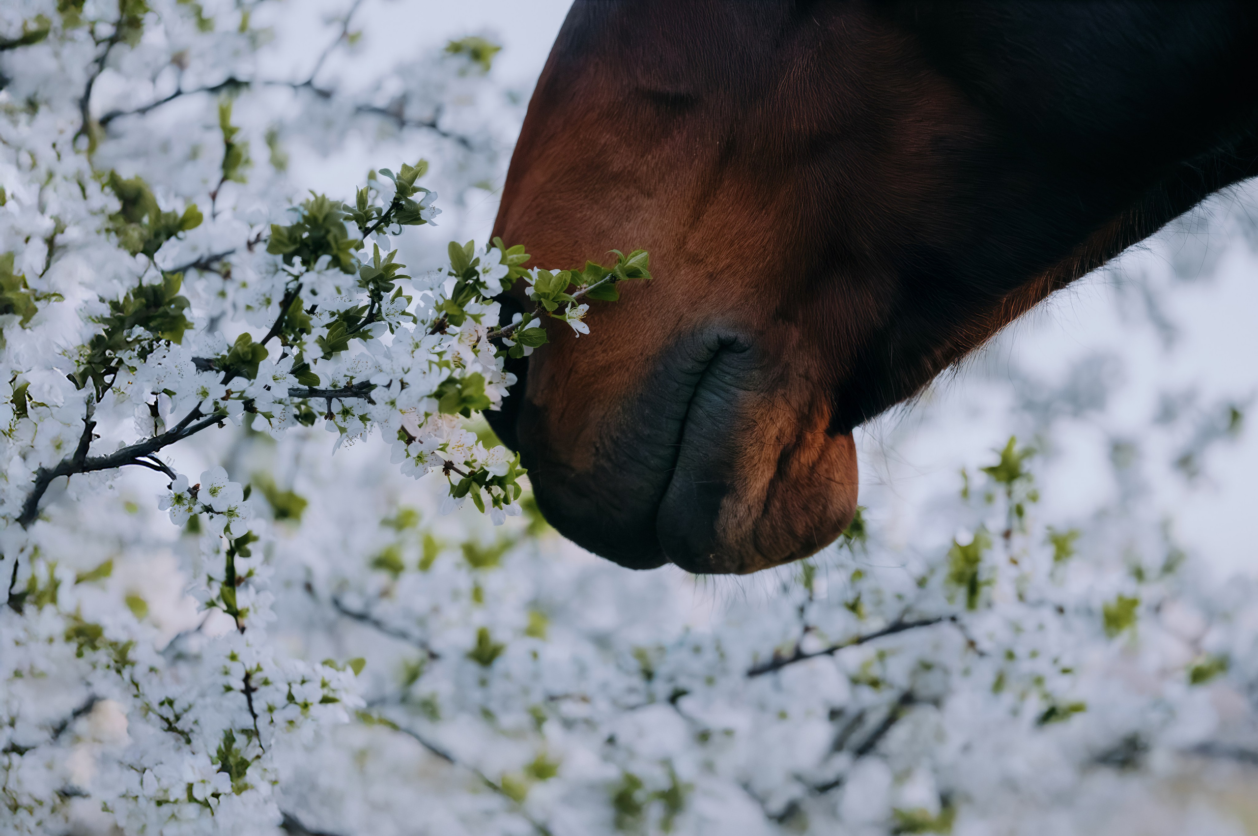 Лена и Сархан. Фотограф-анималист Ксендзова Кристина