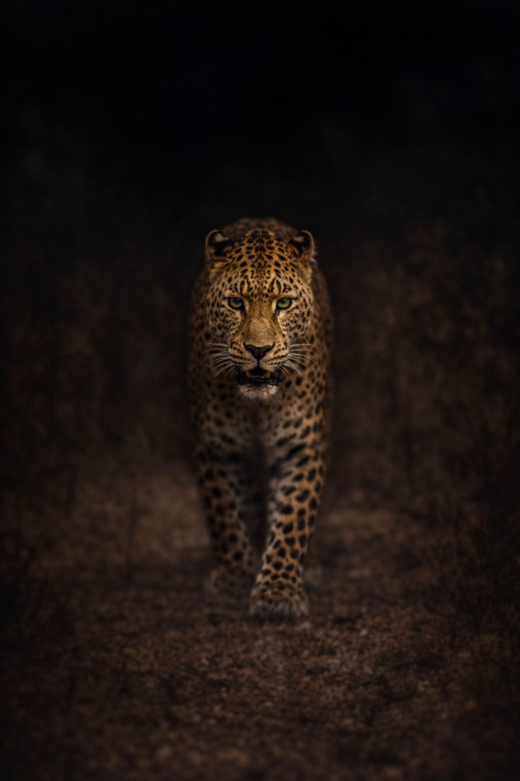 АНИМАЦИЯ. ТЕЛЕТЕЛА • кино • клипы • образы • звук • смысл