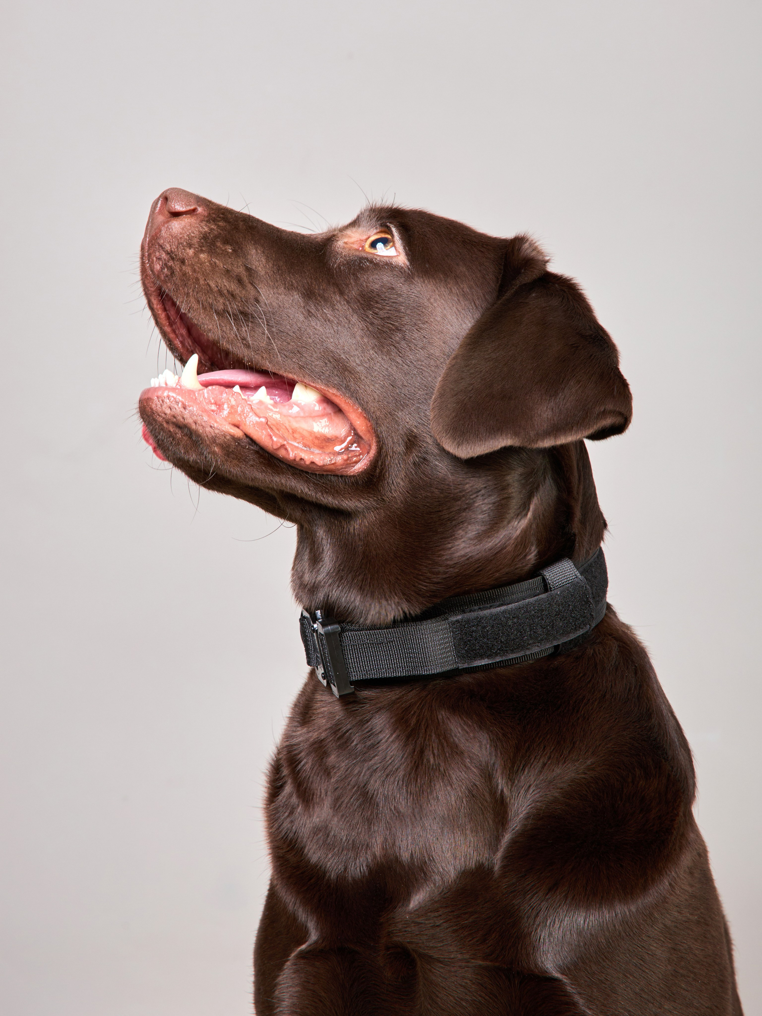 Предметная съемка товаров для животных. Съемка товаров для животных. Предметная съемка. Предметный фотограф Орехово-Зуево