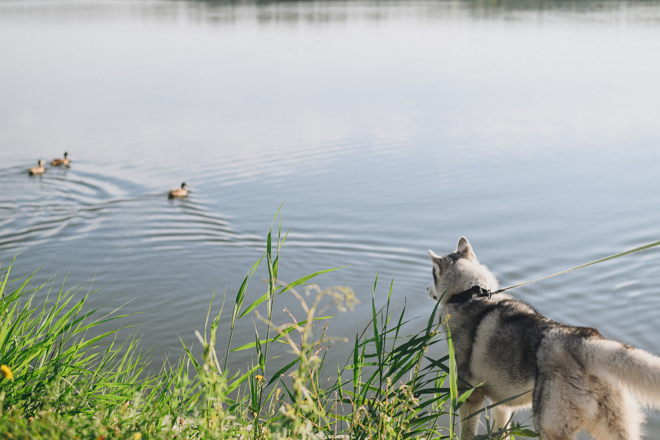 Ksenia & Archie. Natalia Finch Photography — Family, Kids & Pet Photographer in Chicago, IL
