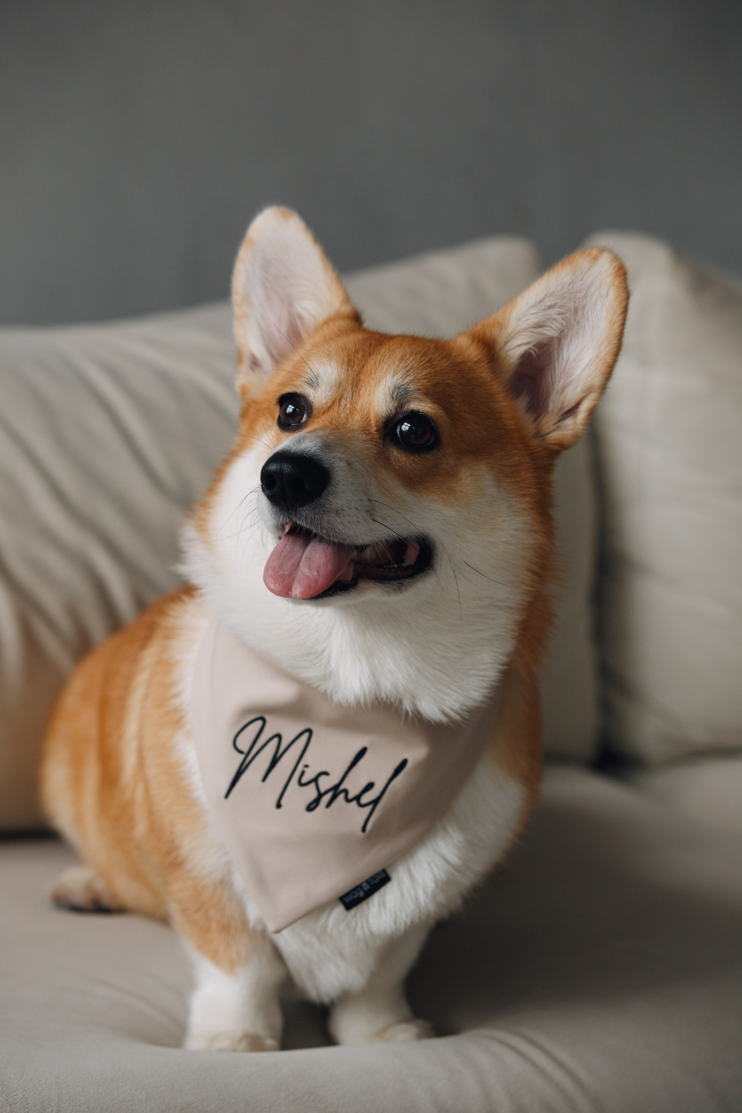 Wag'n'tails аксессуары для животных. Фотограф анималист Кристина Карпова, Москва