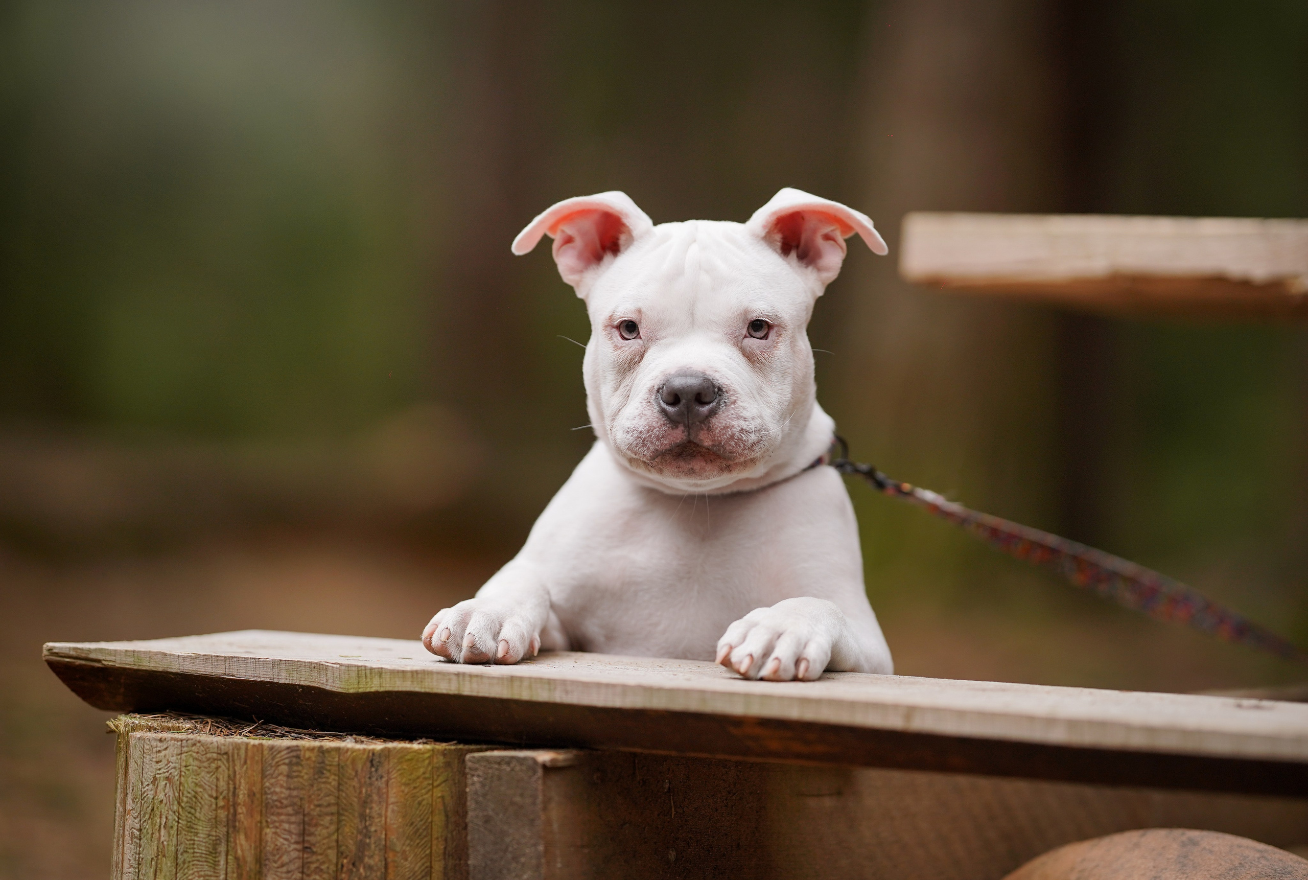 Щенки булли. Фотограф-анималист в Санкт-Петербурге Яна Мартынова