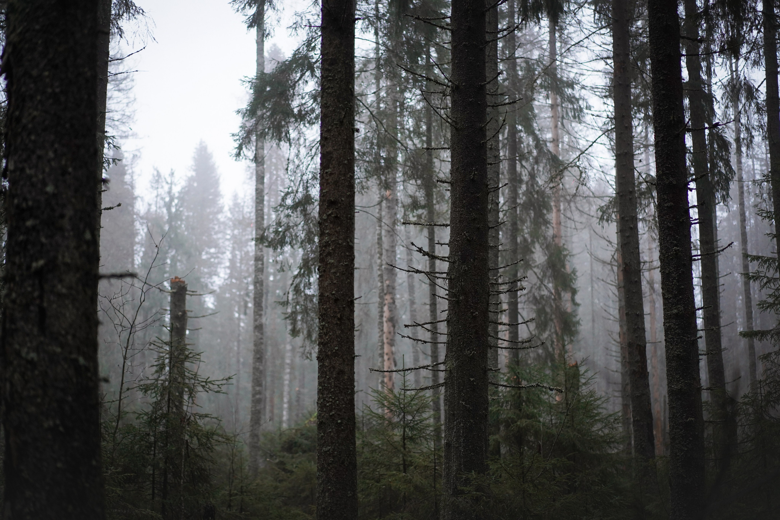 Панда Ноябрь. Фотограф-анималист в Санкт-Петербурге Яна Мартынова