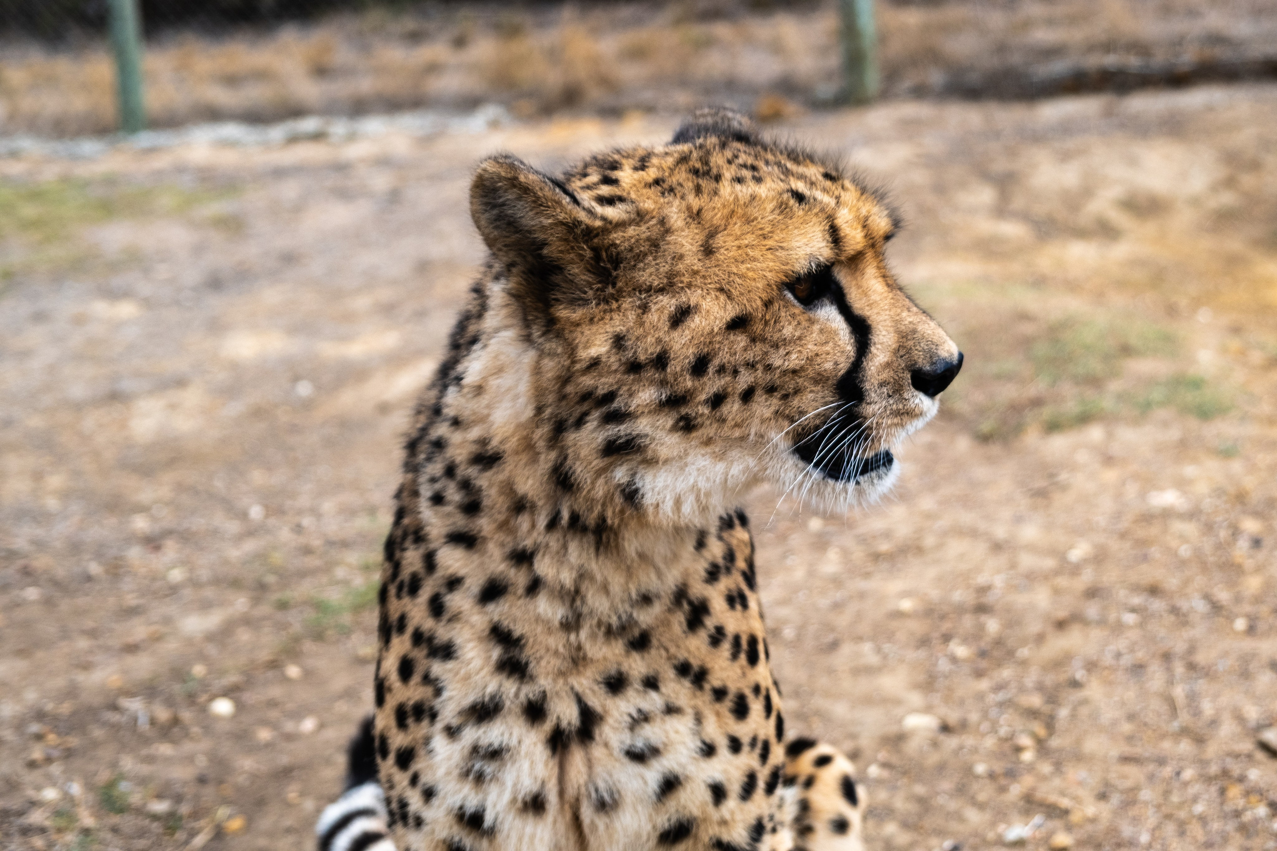 Пингвины и другие. Фотографии из путешествий