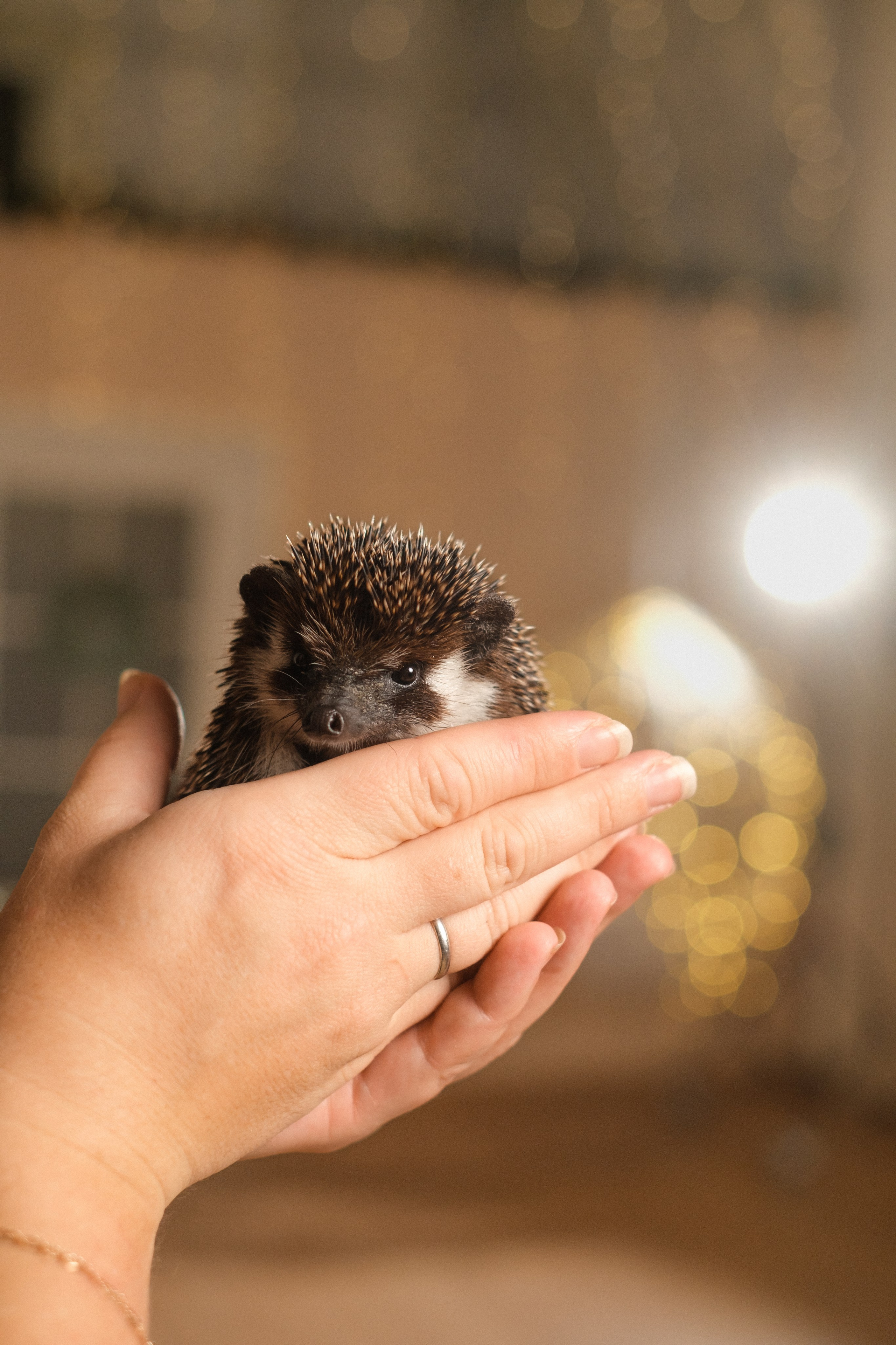 . Фотоёжъ | P H O T O E Z H O G R A P H Y