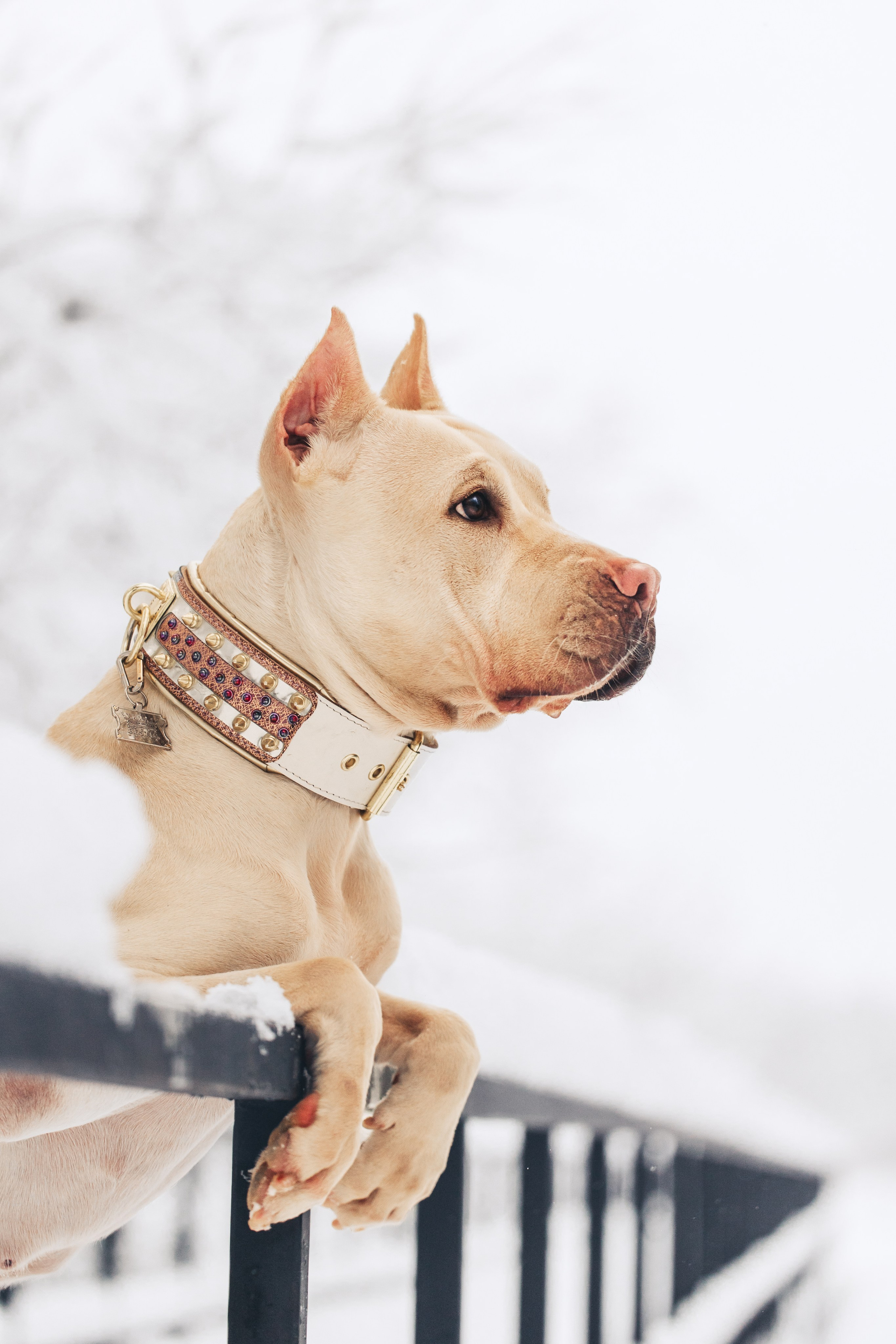 Фотопрогулки. Фотограф для людей и их питомцев Вика Шальнева