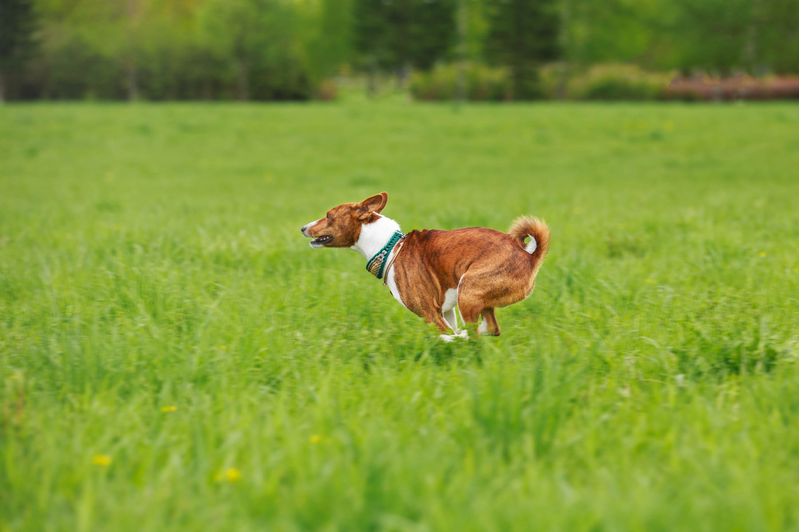 Фотосессия прогулка с басенджи. Семейный и детский фотограф в Москве Мария Быкова