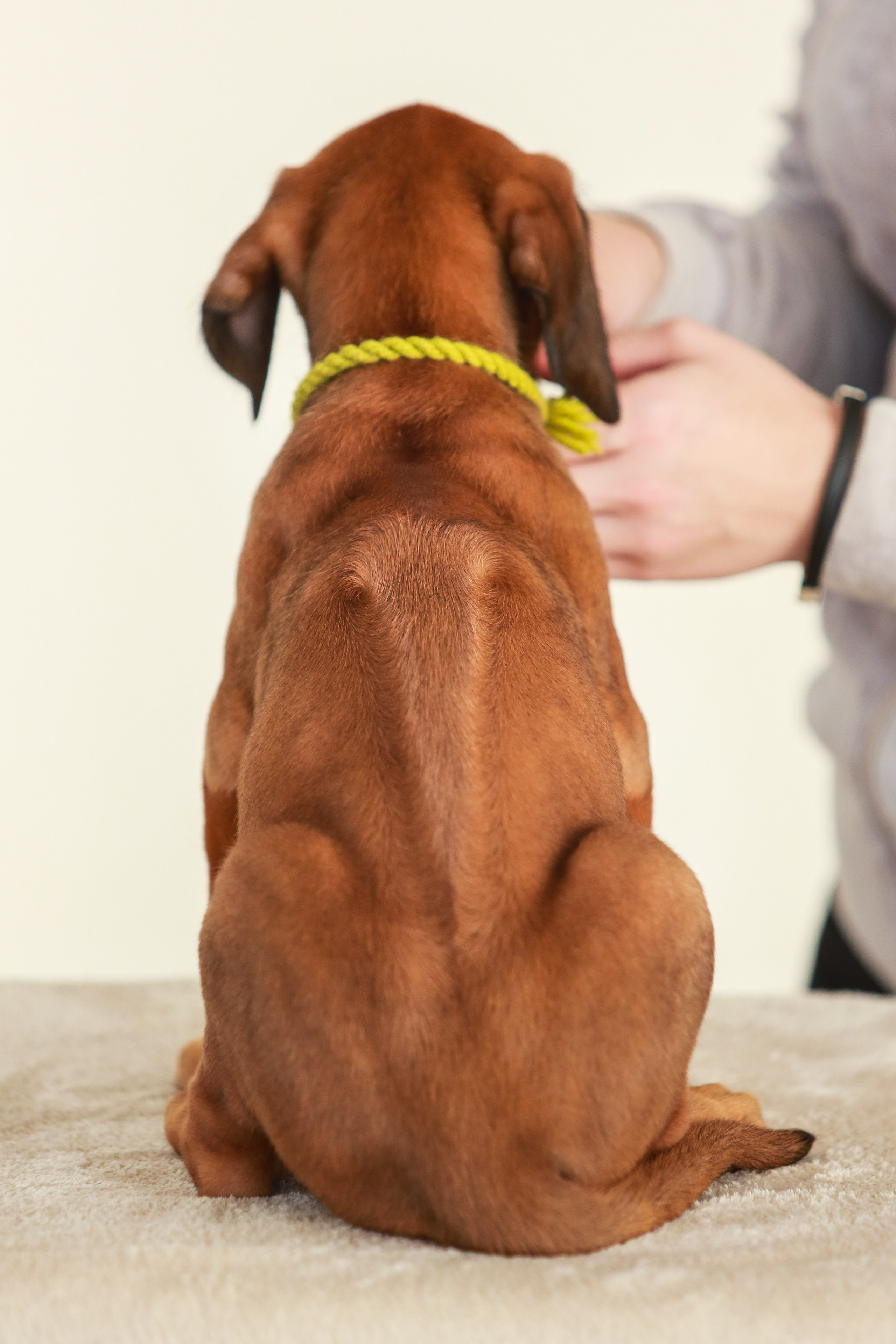 Щенки. Семейный и детский фотограф в Москве Мария Быкова