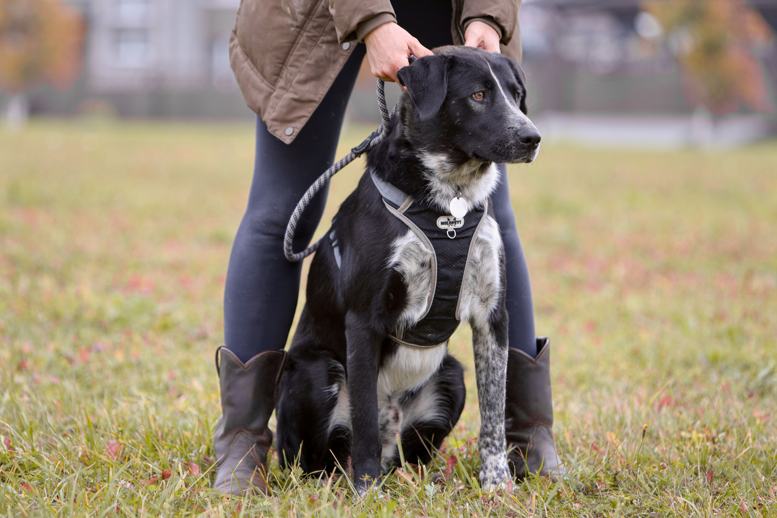 Собаки. Фотограф Максим Татаринов