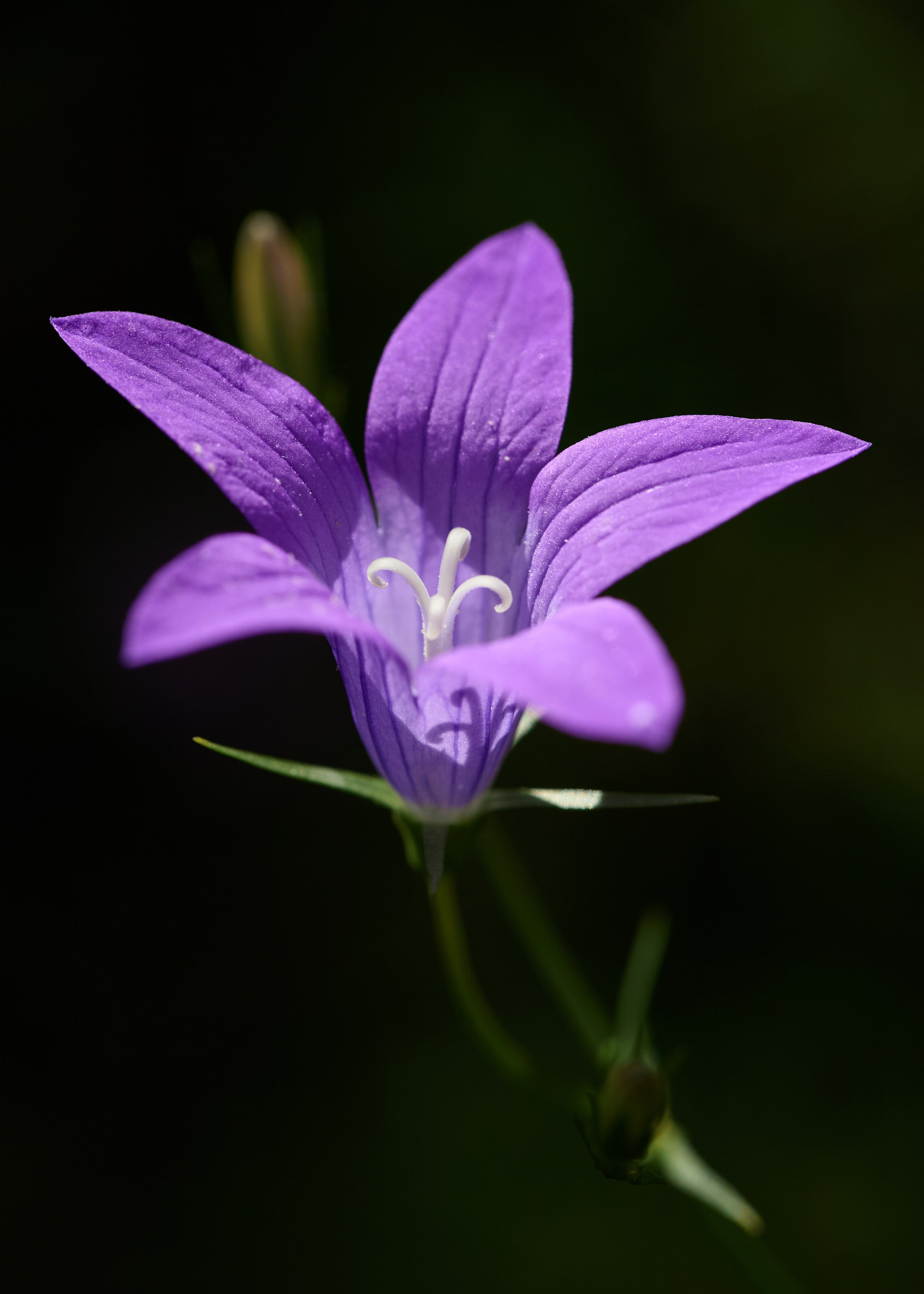 Интерьерные картины. Ангелина Журавлева Фотограф в Москве