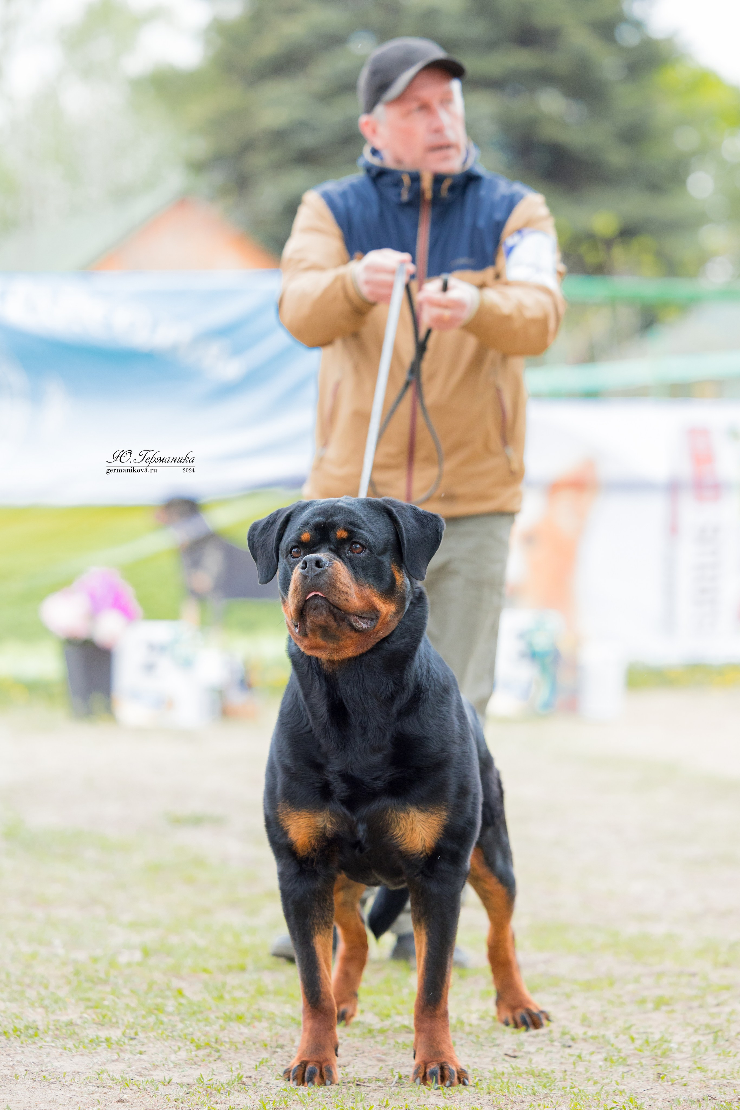 Саратов 2 х моно ротвейлеров 28-29.04.2024. Фотограф-анималист Юлия Германика