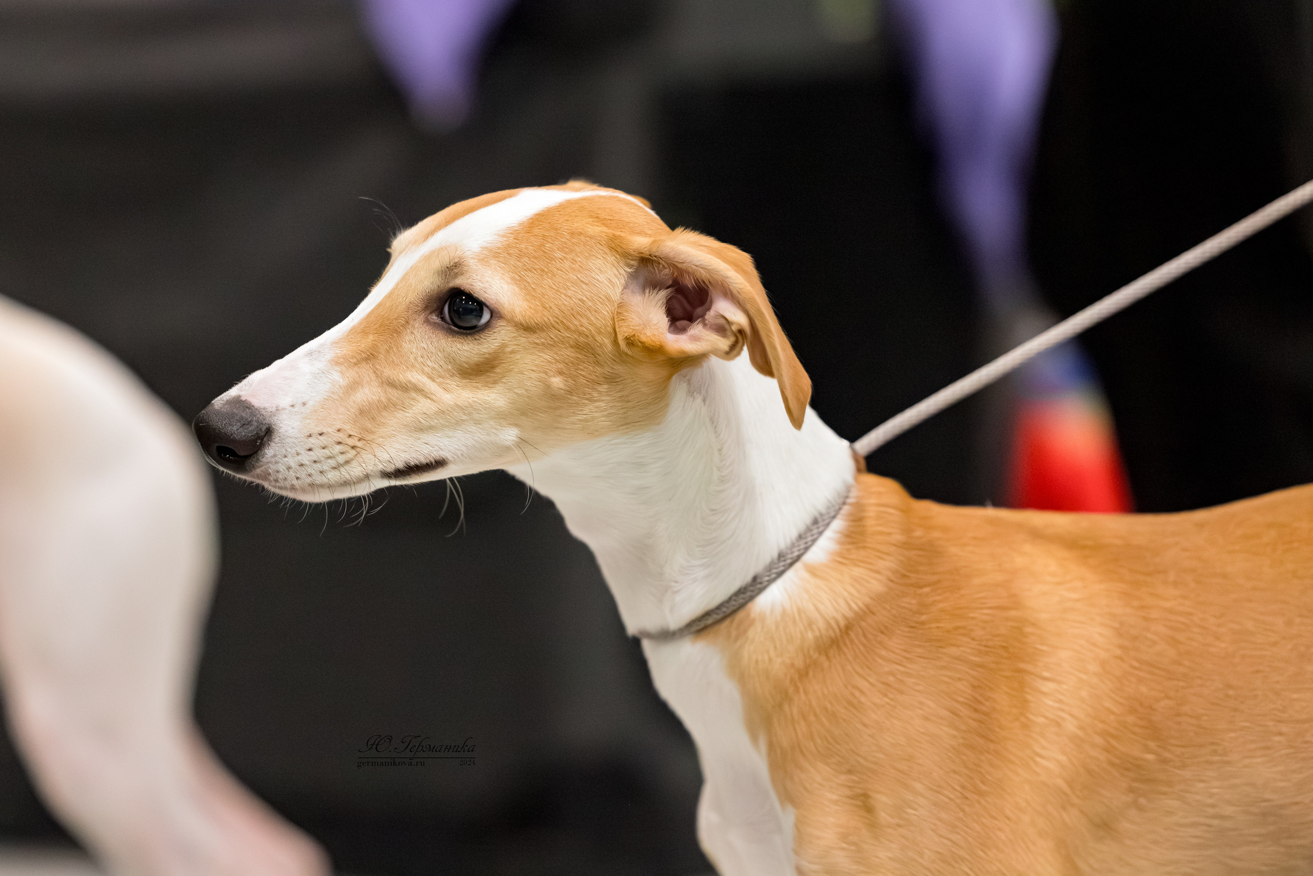 Крокус 21.12.2024,Сфера 29.12.2024. Фотограф-анималист Юлия Германика