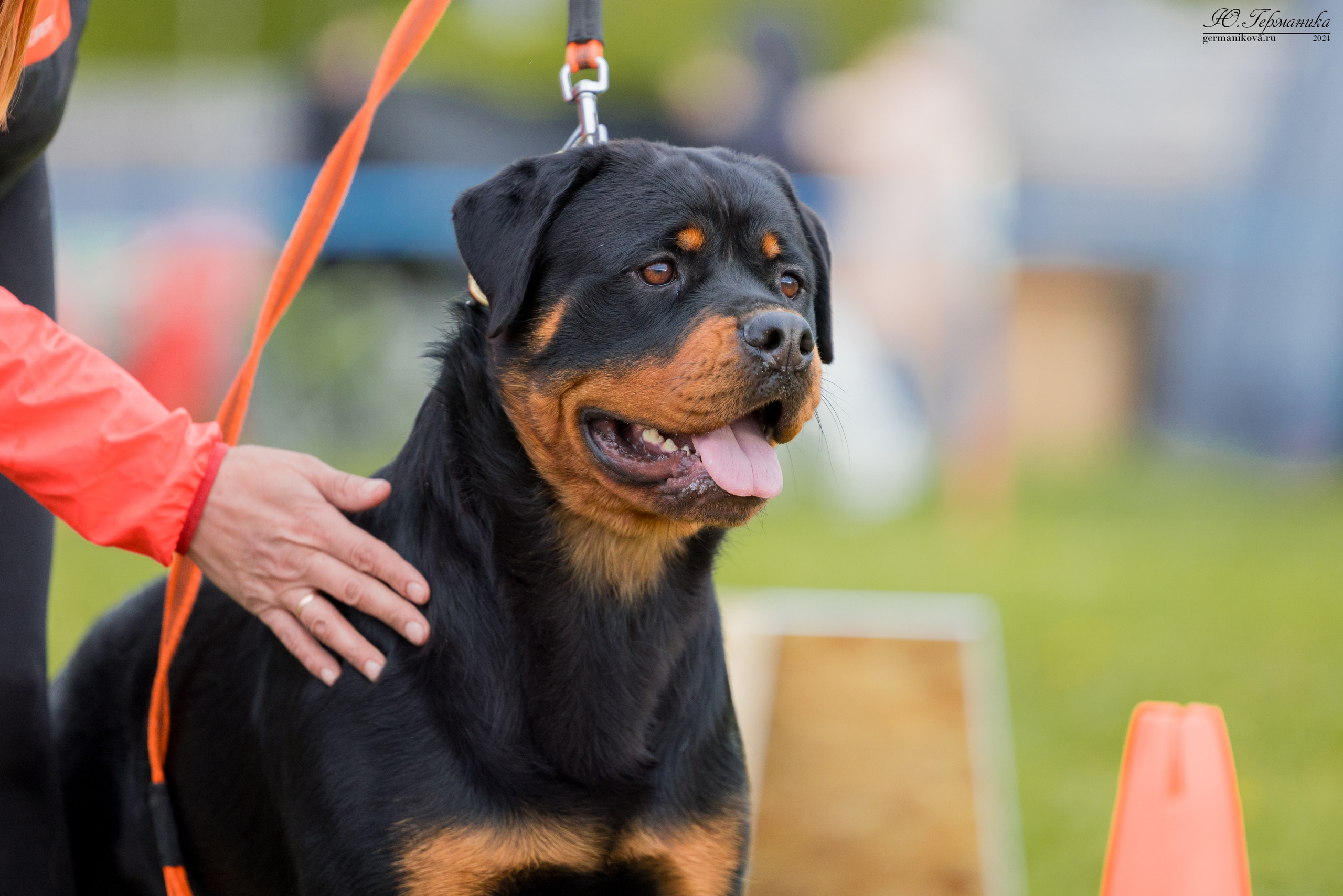 Нижний Новгород 11-12.05.2024 моно ротвейлеров. Фотограф-анималист Юлия Германика