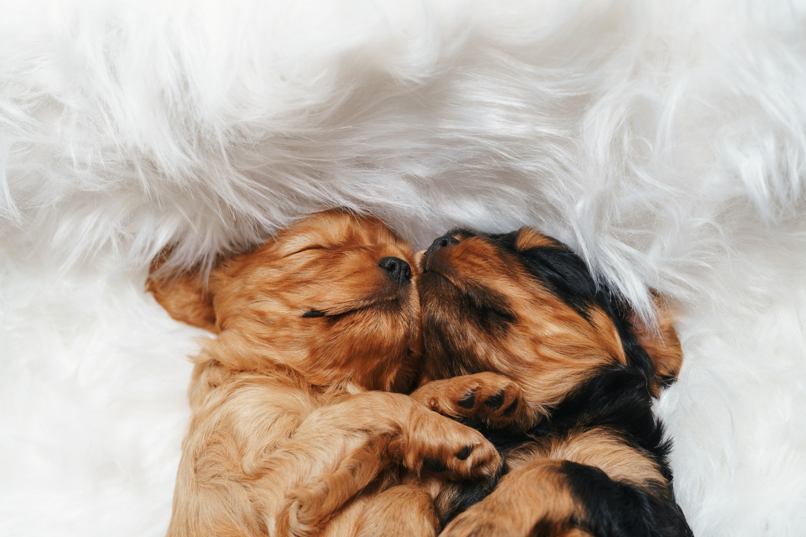 ККЧС. Фотограф анималист Осипчикова Мария