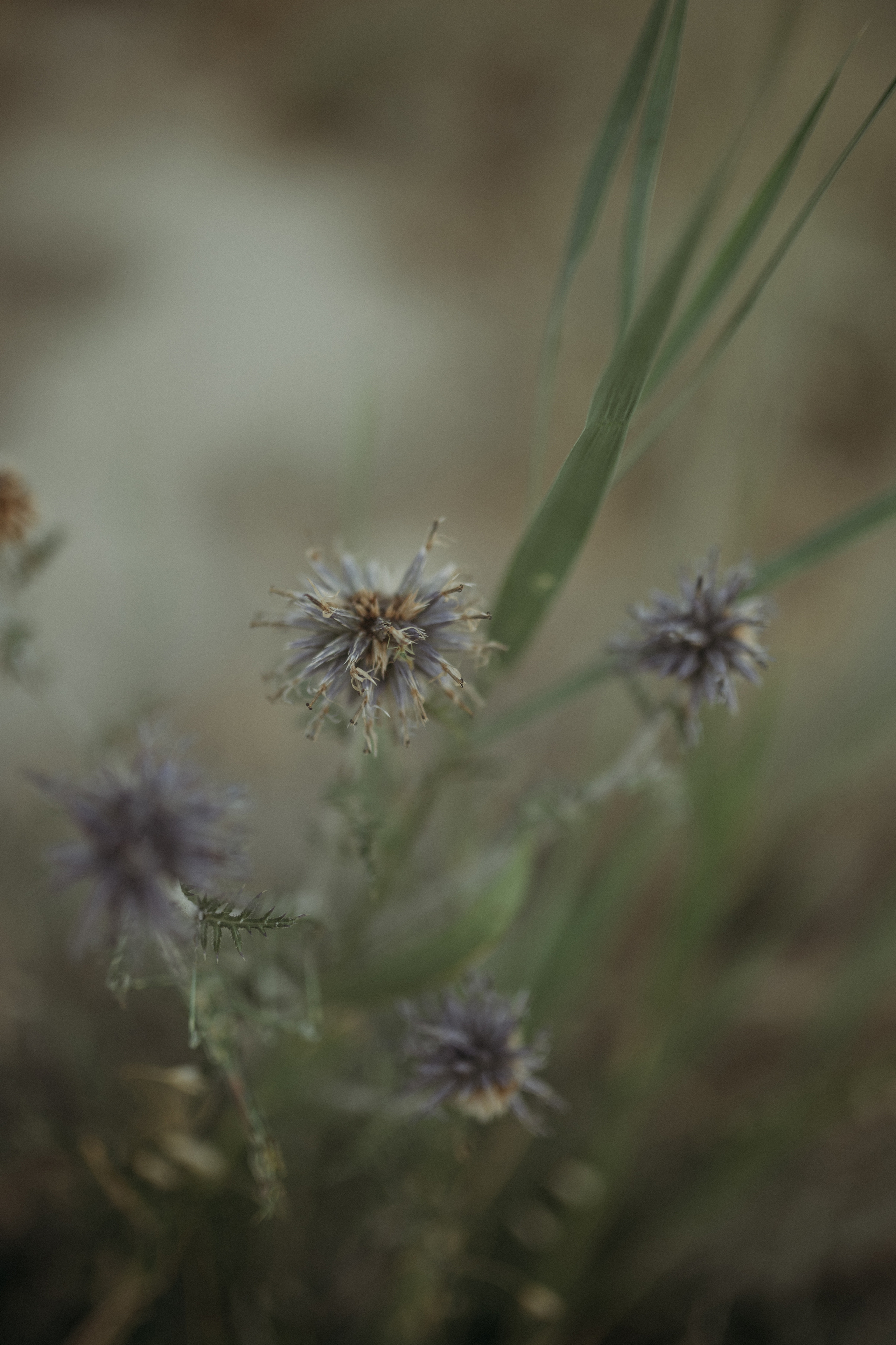 Адриана и Игорь. Www.ostermiller.ru