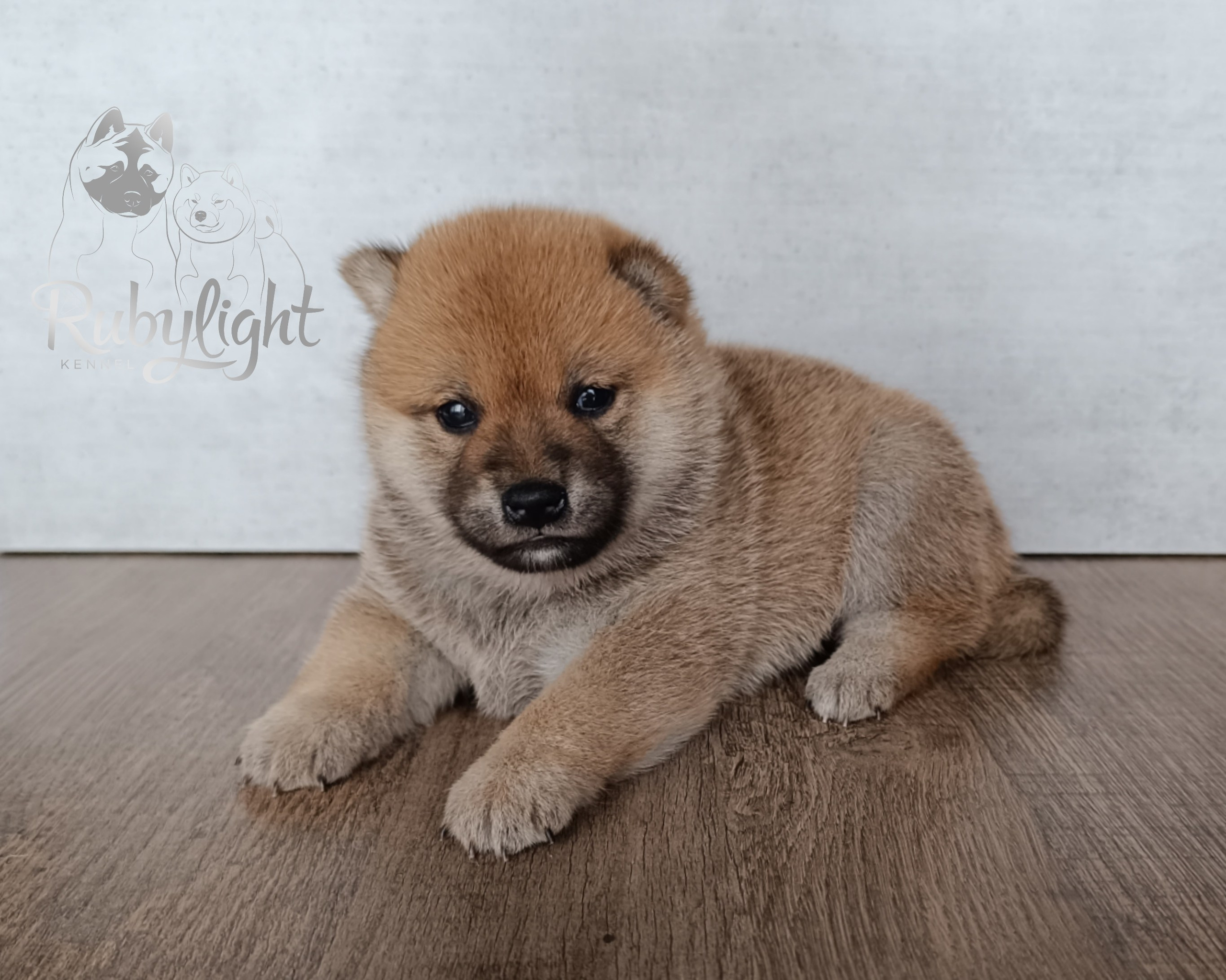 Сиба Rubylight Emma питомник Рубилайт 