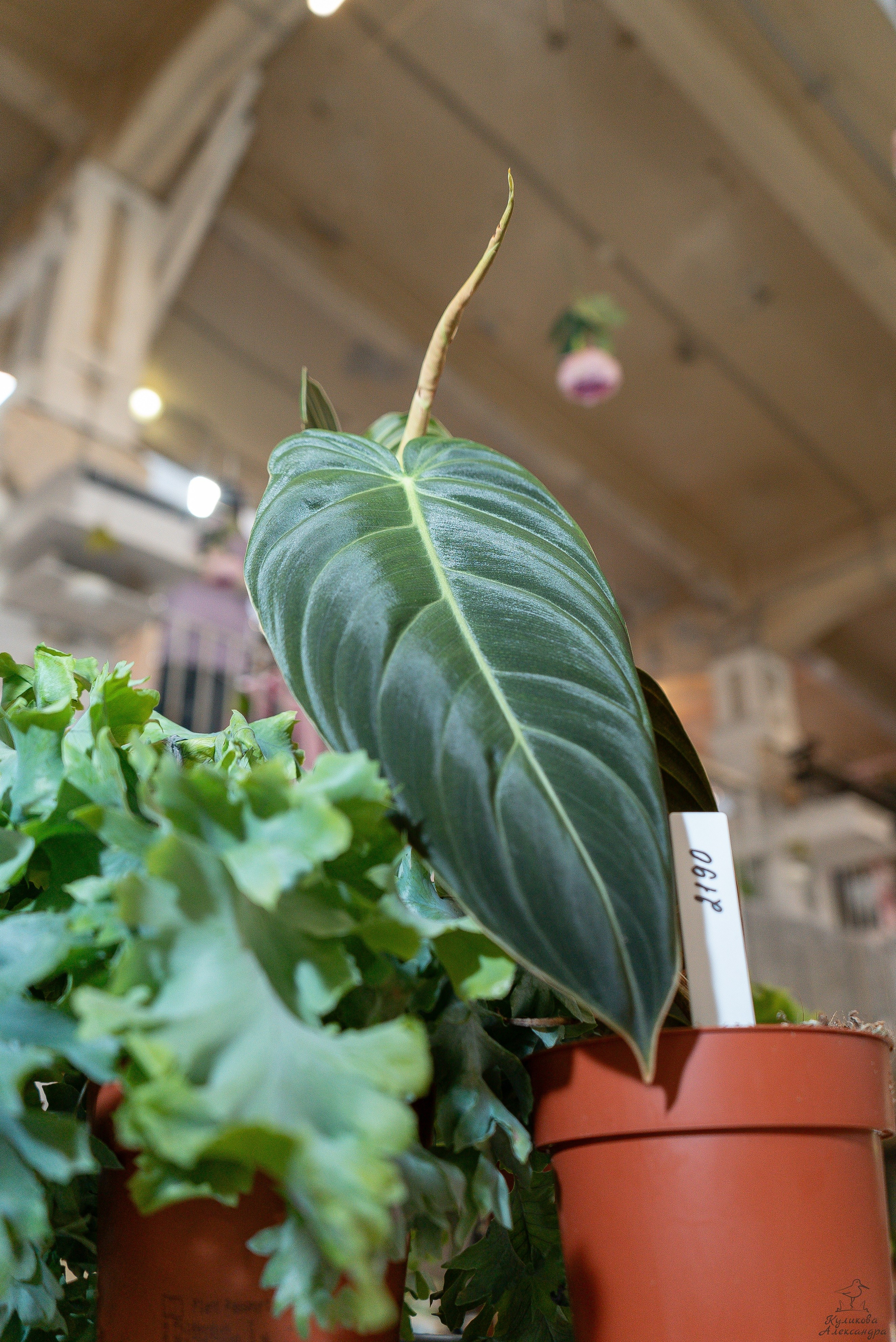 Гроубокс Артплей апрель. Александра Куликова фотограф, Москва