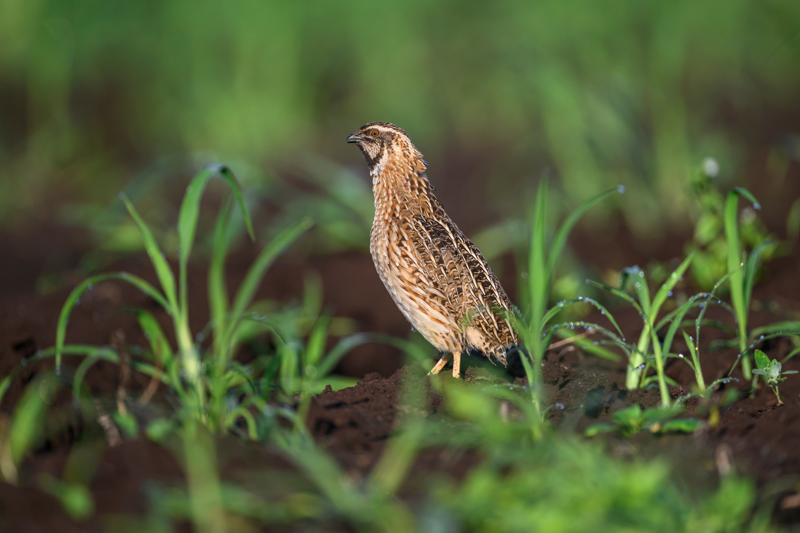 Перепела XII, роса. Фотограф Сергей Пупонин