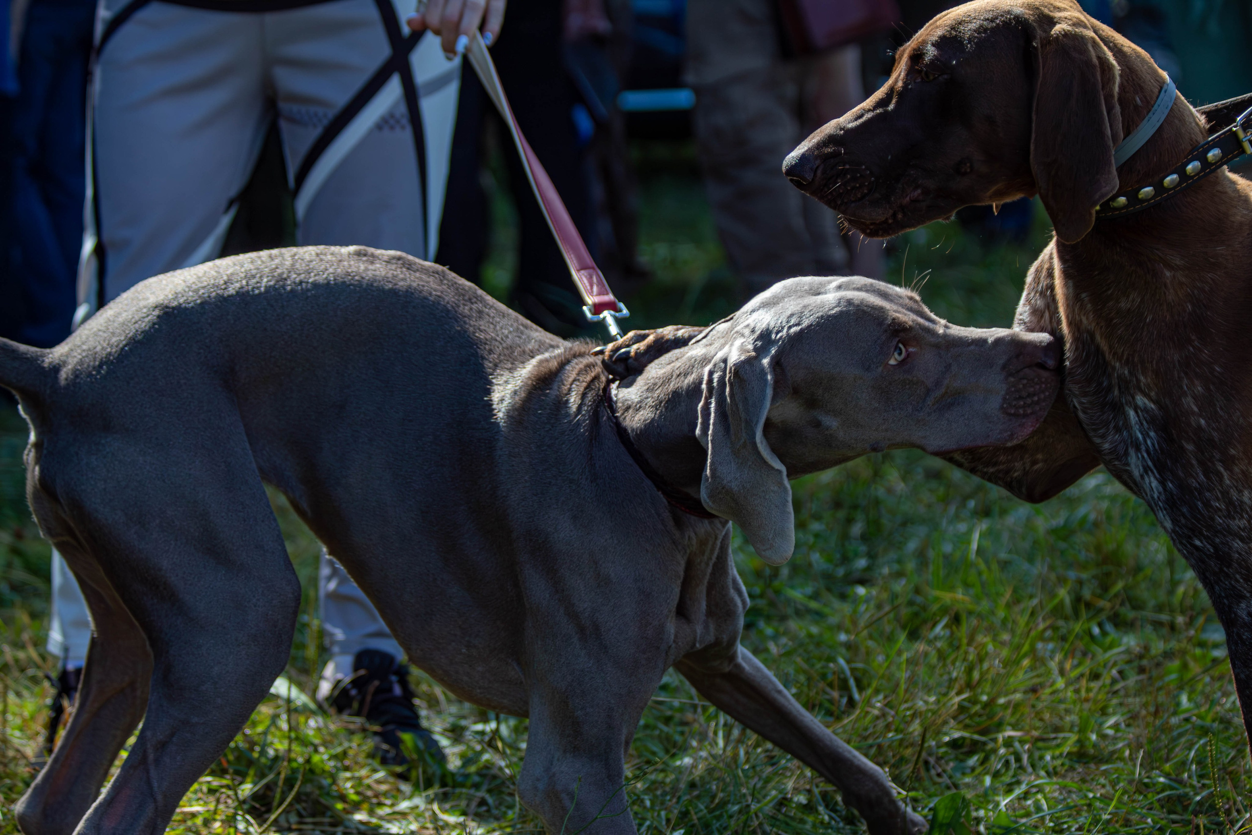 Репортажная съемка в Туле. Фотограф анималист — Тула, Москва