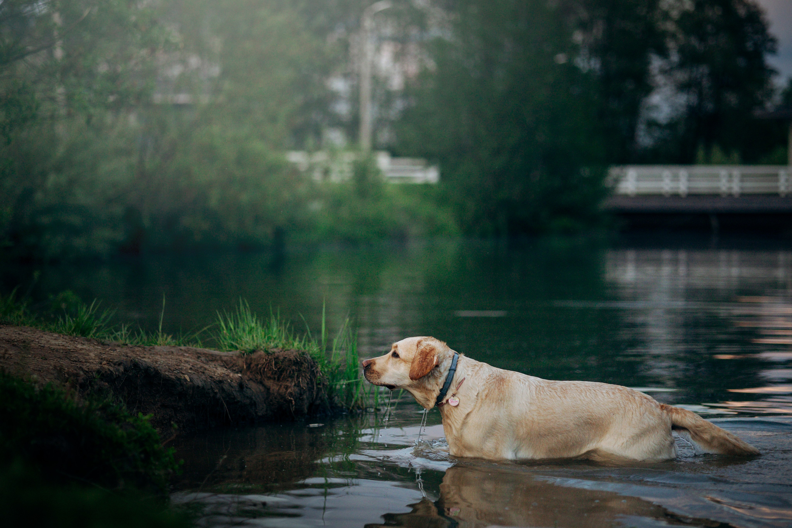 Шани и ее семья. Фотограф — Анималист | Санкт-Петербург