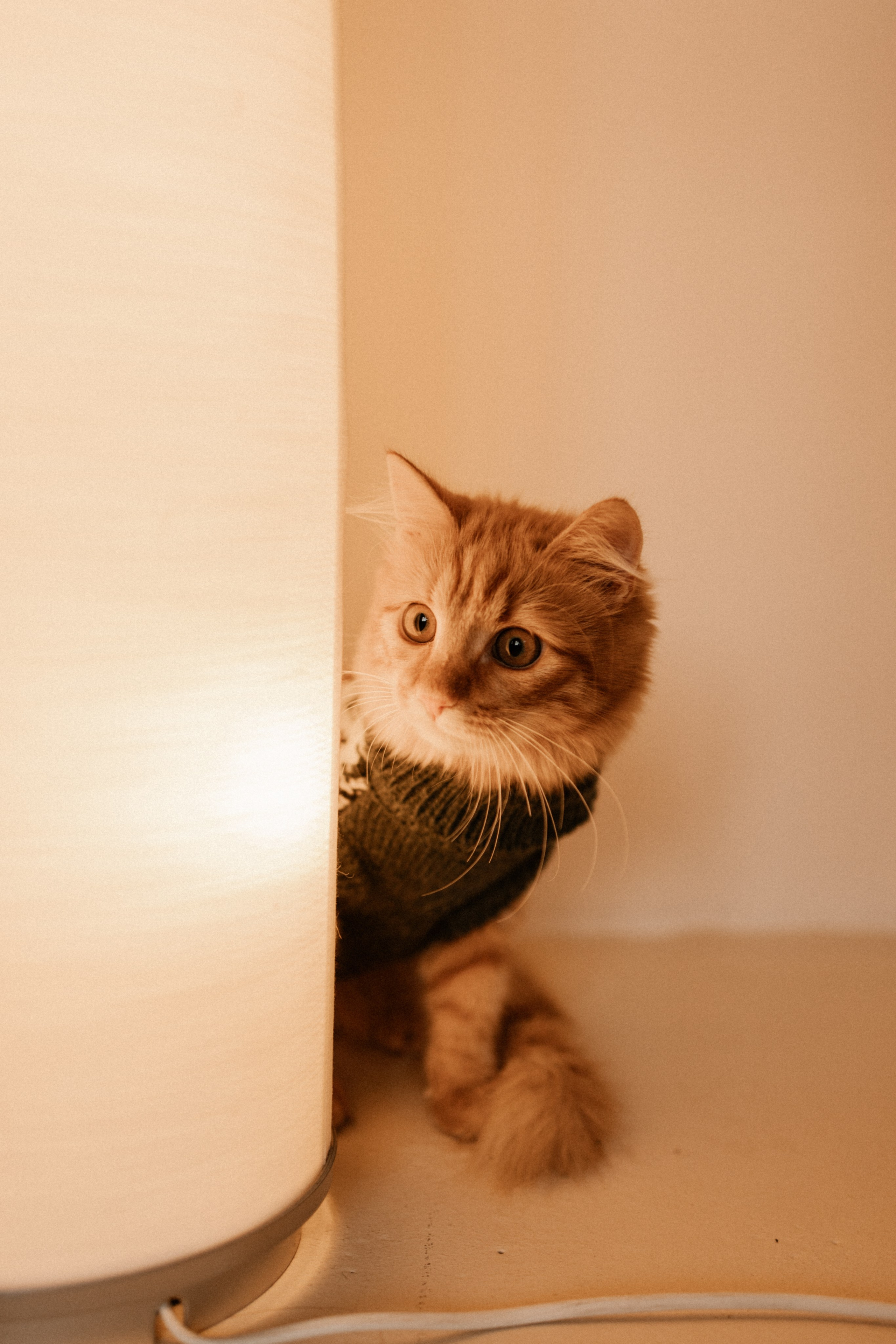 Камилла и ее девочки. Фотограф — Анималист | Санкт-Петербург