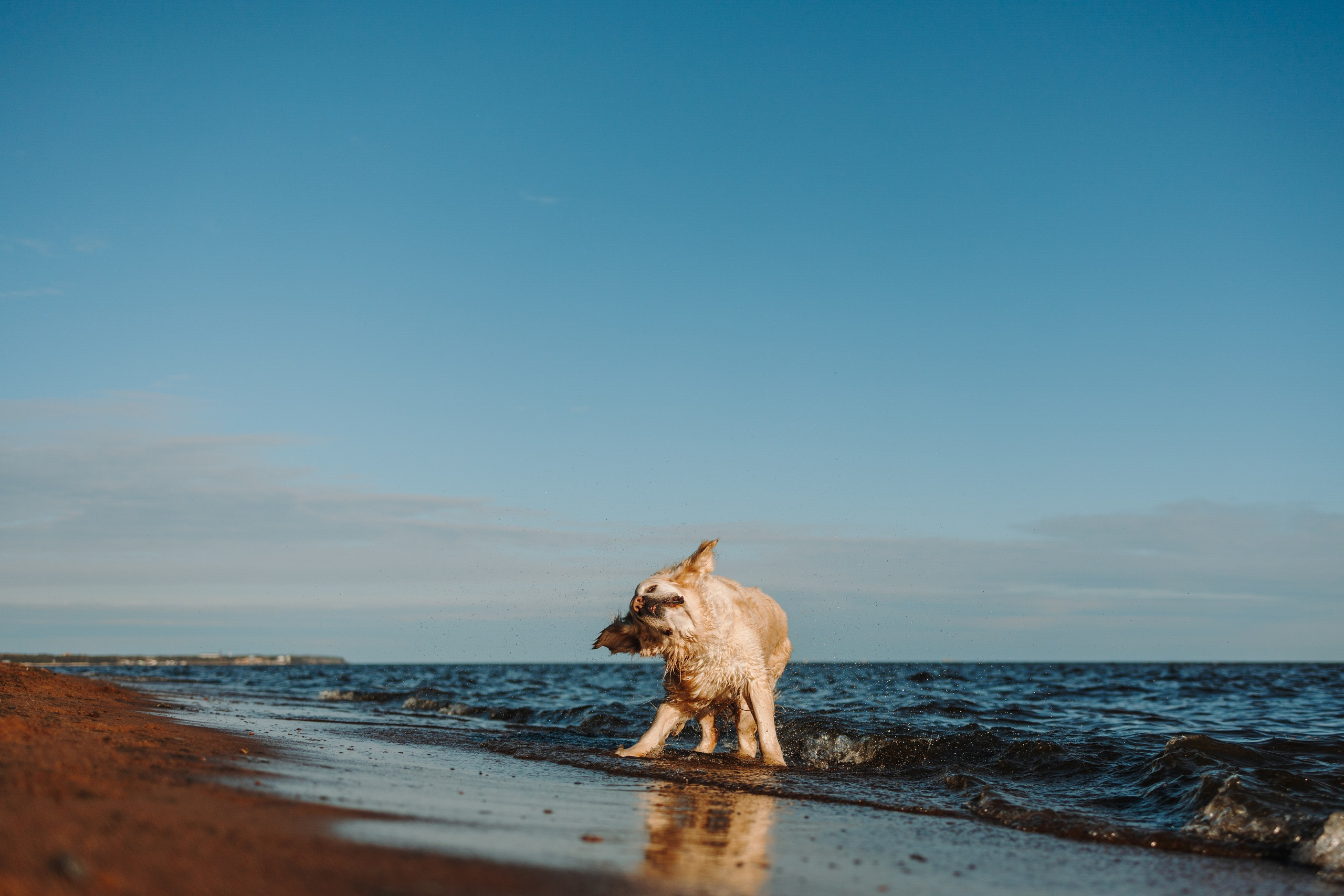 Катя и ее девочки. Фотограф — Анималист | Санкт-Петербург
