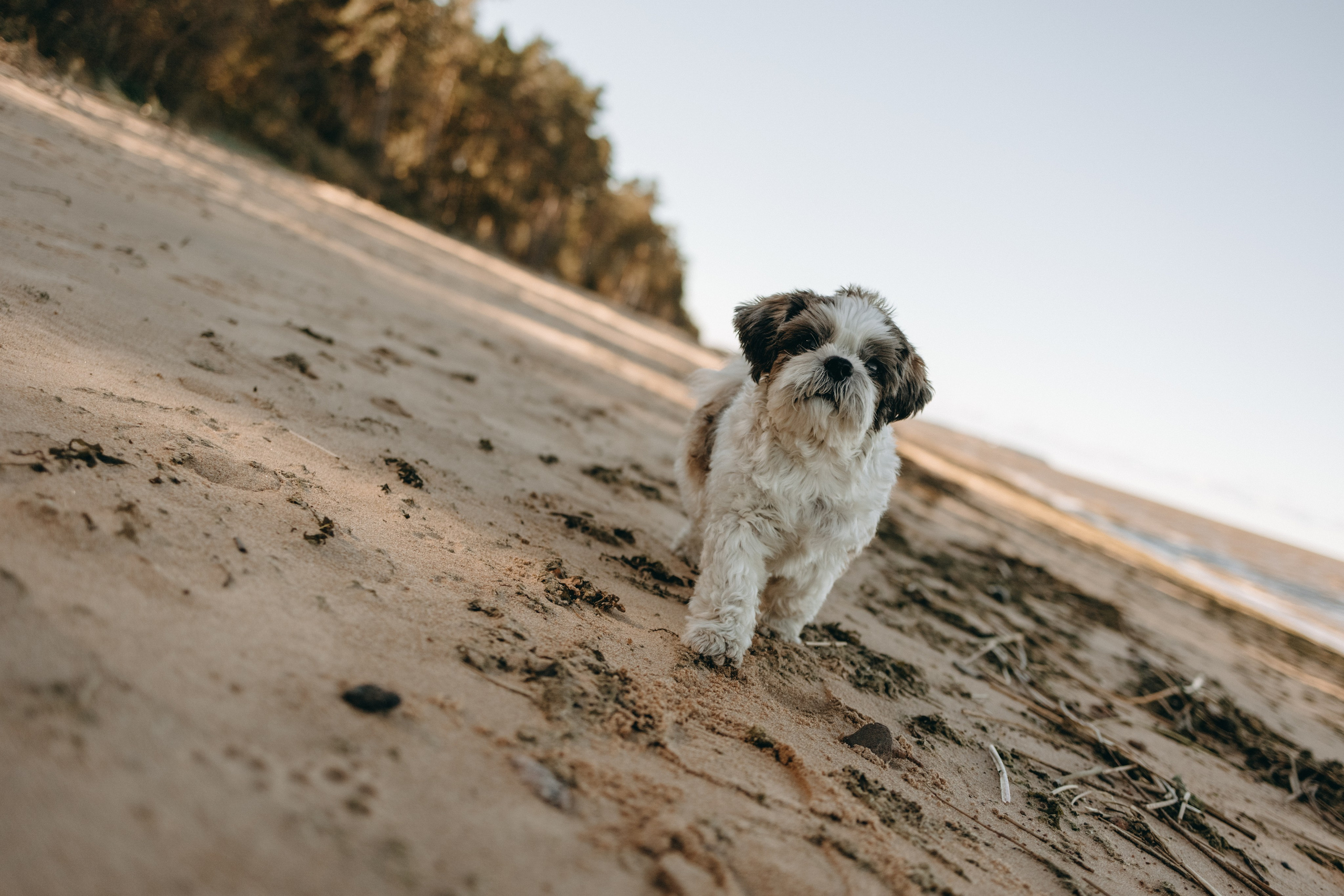 Настя и Франт. Фотограф — Анималист | Санкт-Петербург