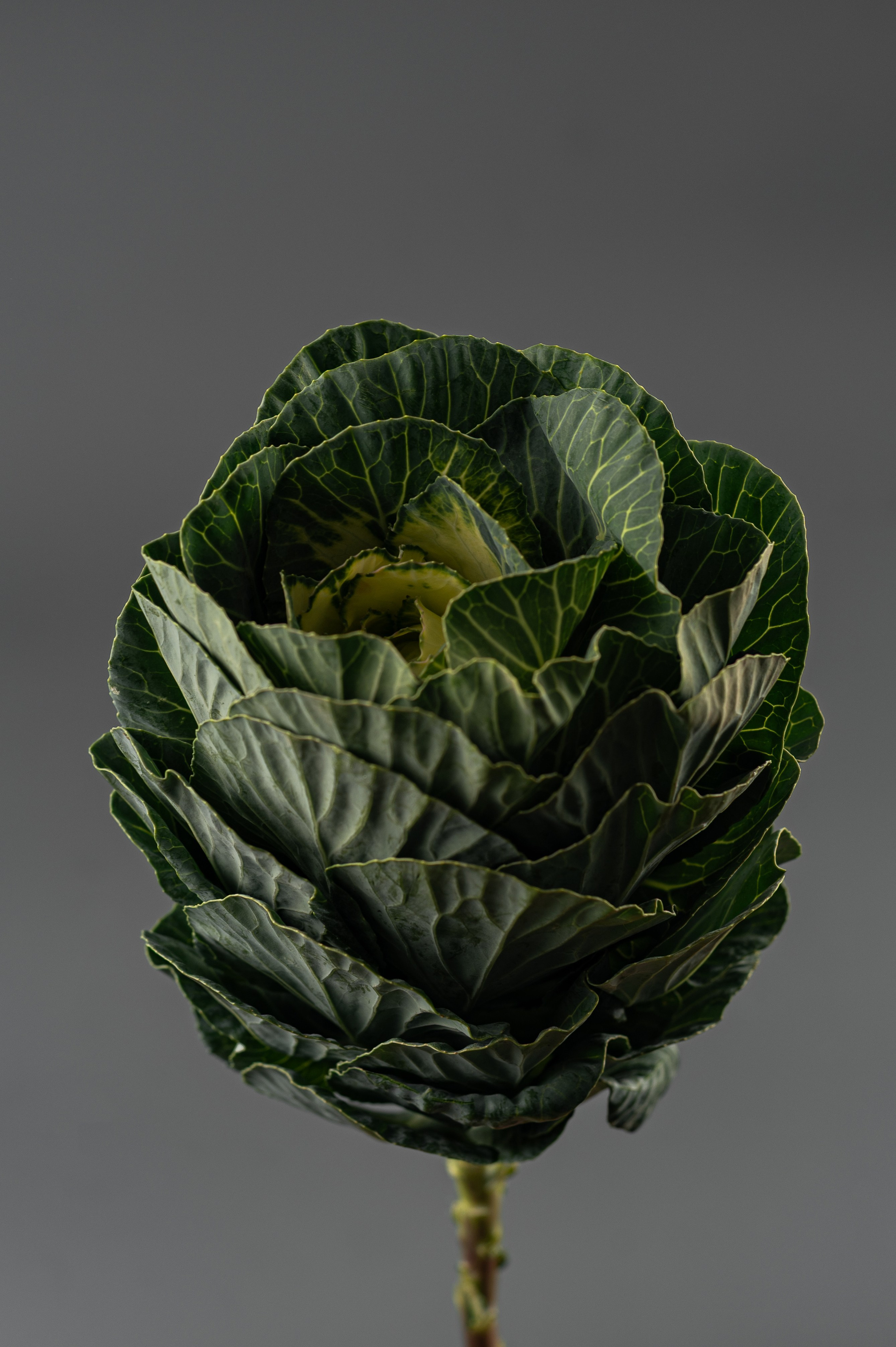 Предметная съемка. ФОТОГРАФ КРАСНОДАР КРАСНОДАРСКИЙ КРАЙ