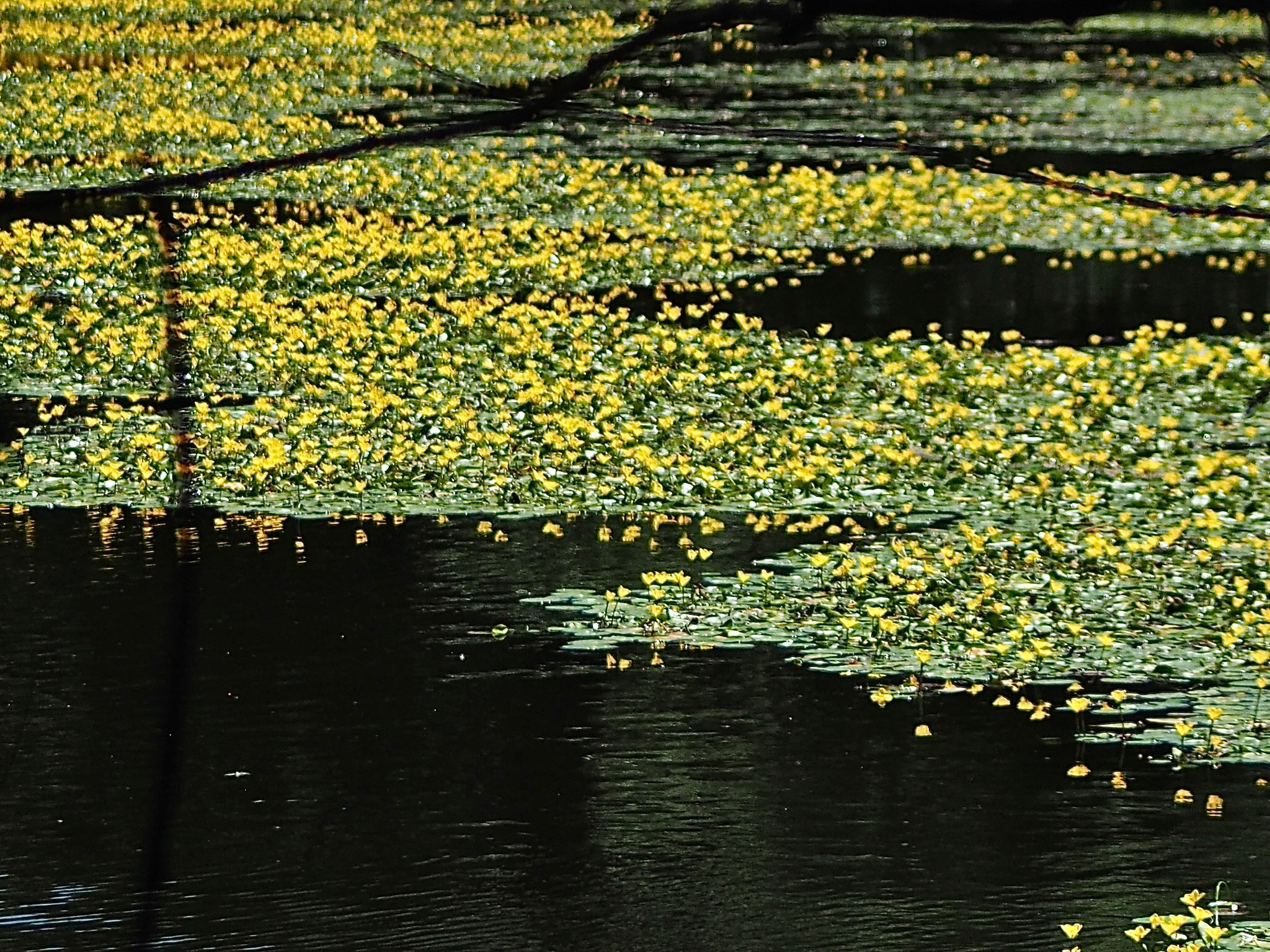 Флора и фауна. Смотри, красота!