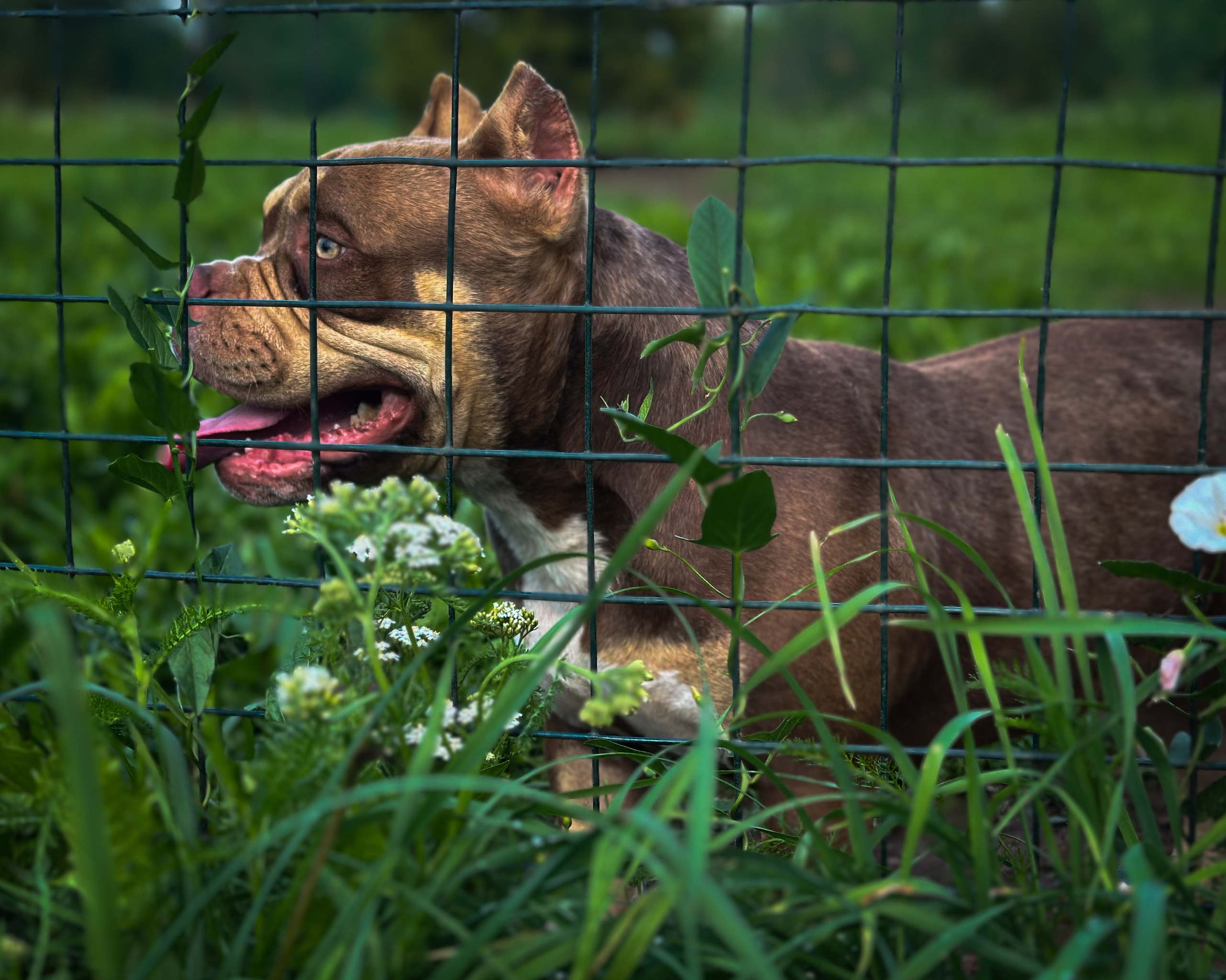 Ultimate Bully Tinky-Winky. Питомник американских булли Bounty Pride Bully