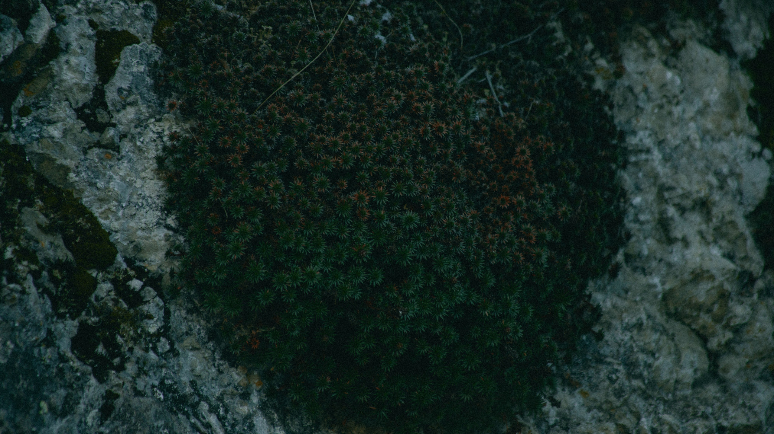 Кабардино-Балкарская Республика. Фотограф. Пейзажи, макро, портреты. Город Енакиево, без границ в съёмке